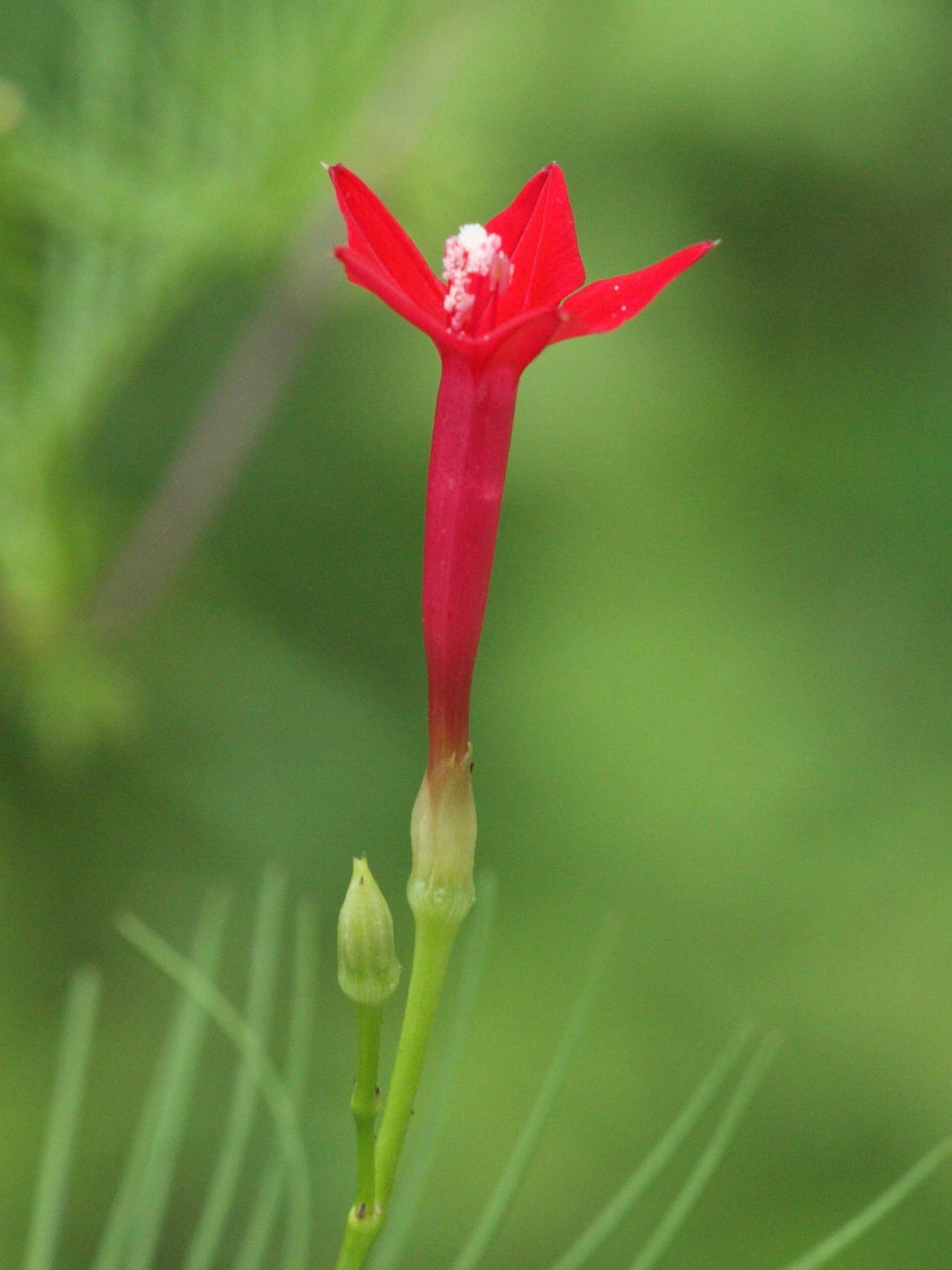 ipomoea_quamoclit2md