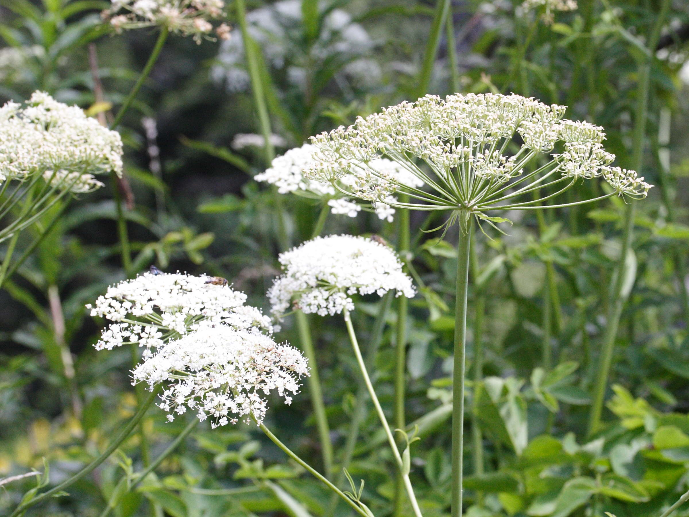 Afficher le média laserpitium_latifolium2md laserpitium_latifolium2md