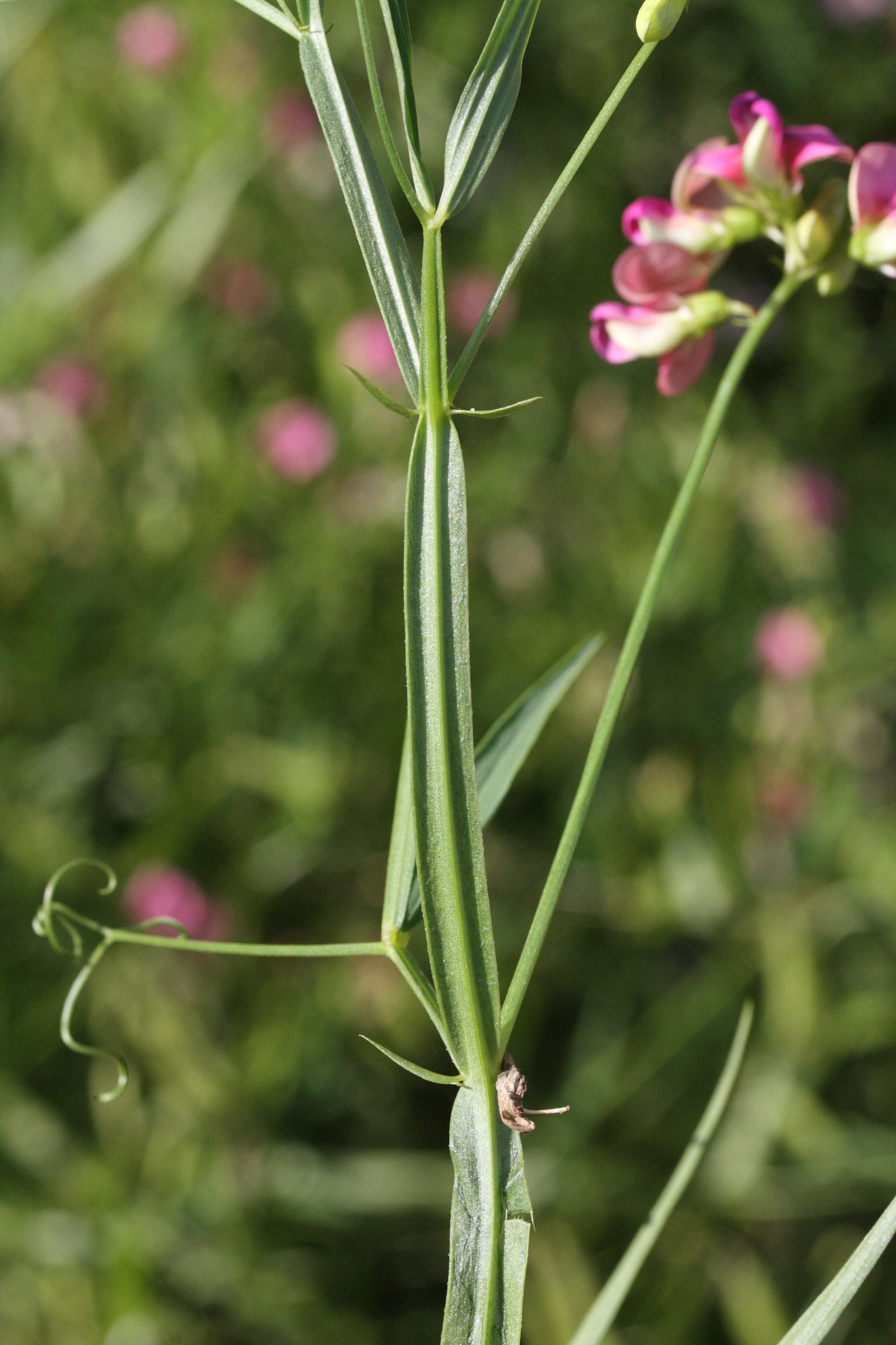 lathyrus_sylvestris3md