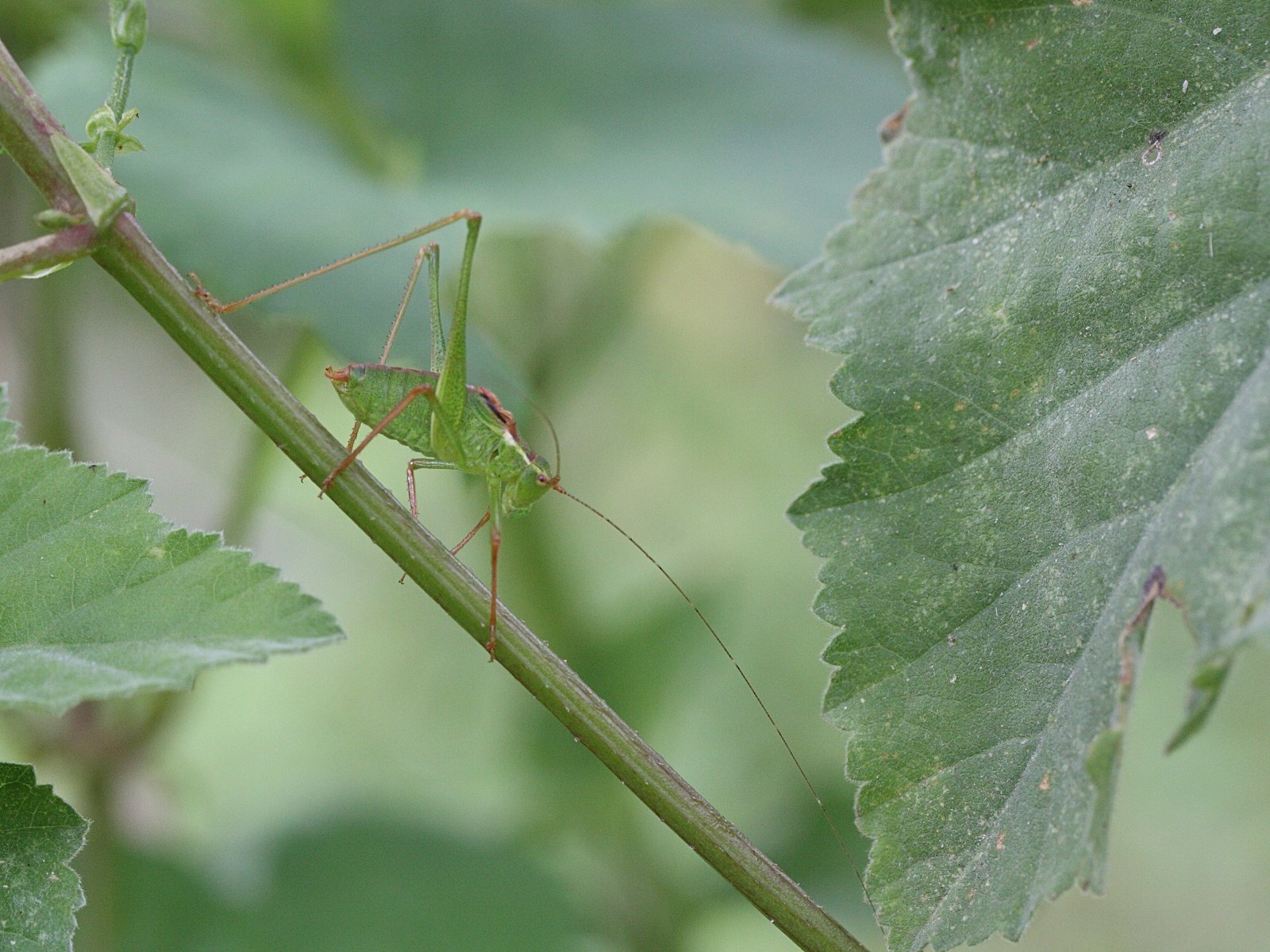 leptophyes_punctatissima2md