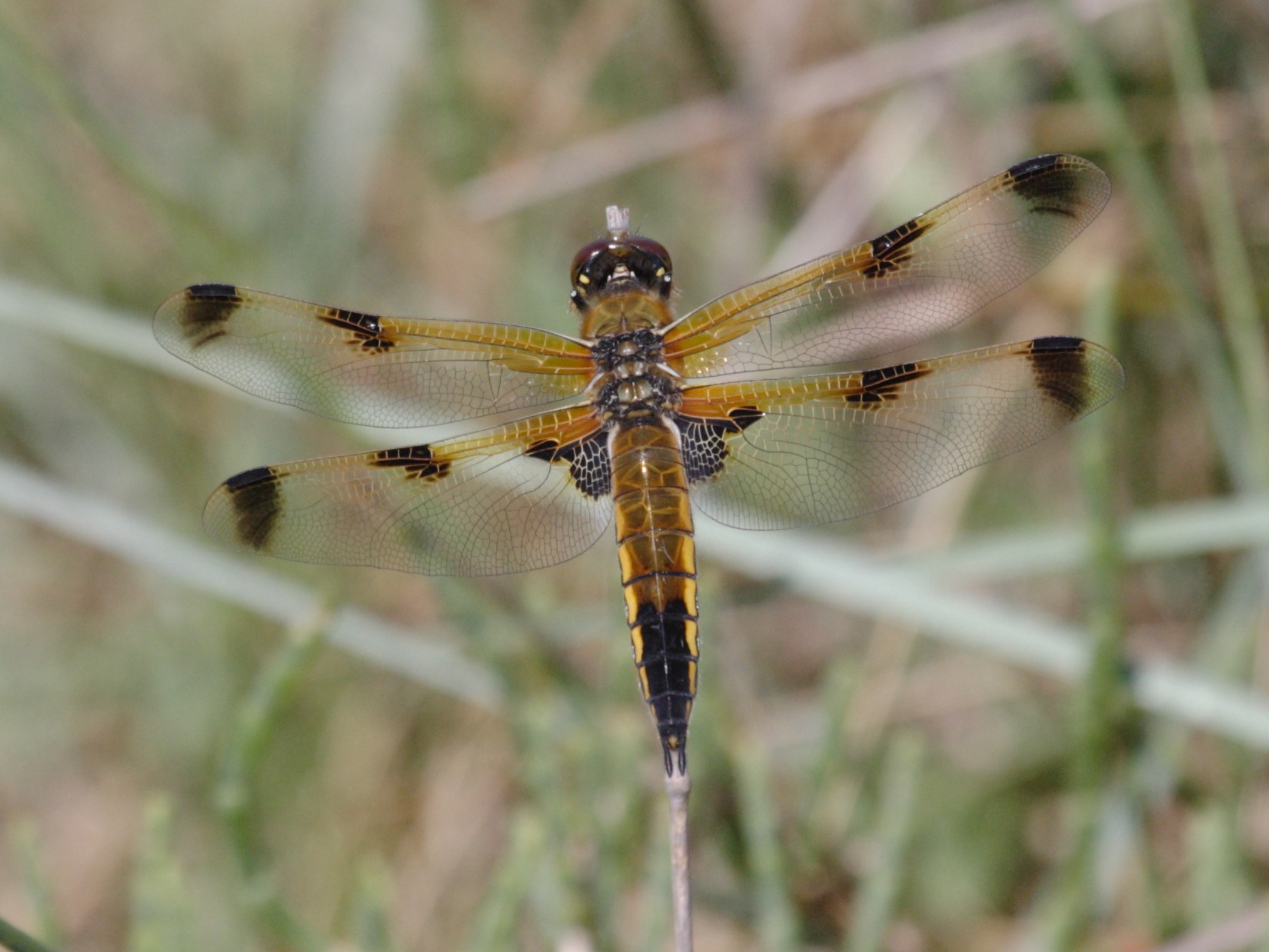 Afficher le média libellula_quadrimaculata3abd libellula_quadrimaculata3abd