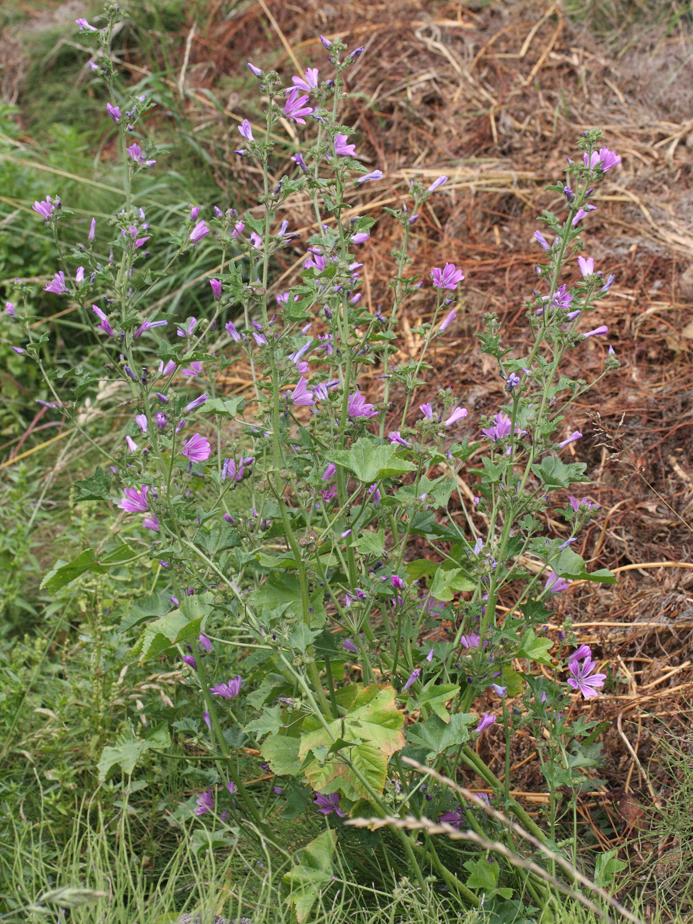 malva_sylvestris1abd