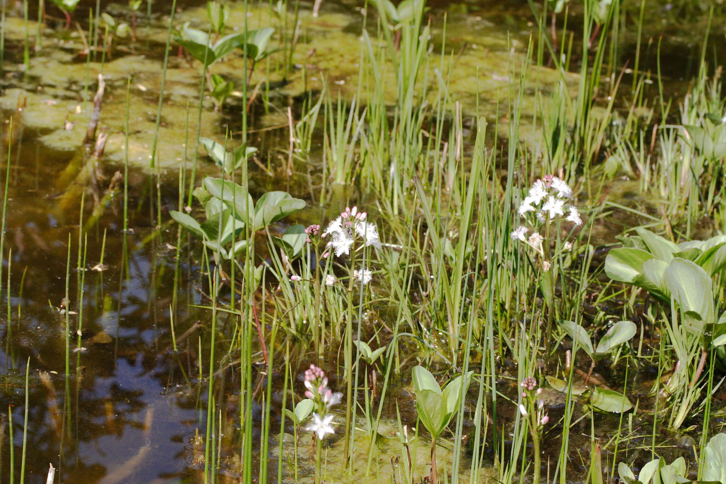 Afficher le média menyanthes_trifoliata2md menyanthes_trifoliata2md