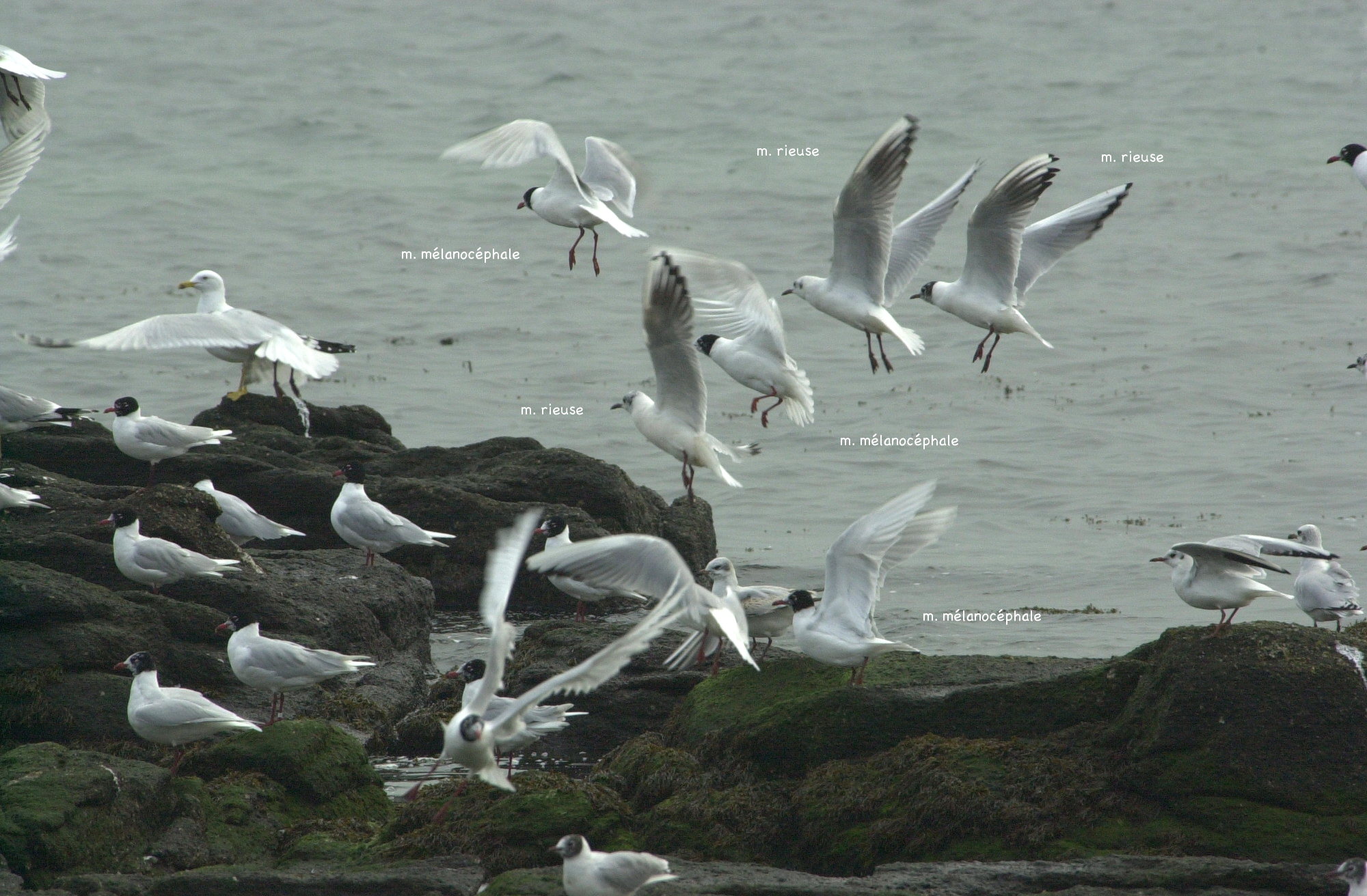 Afficher le média mouette_melanocephale_-_ichthyaetus_melanocephalus3md mouette_melanocephale_-_ichthyaetus_melanocephalus3md