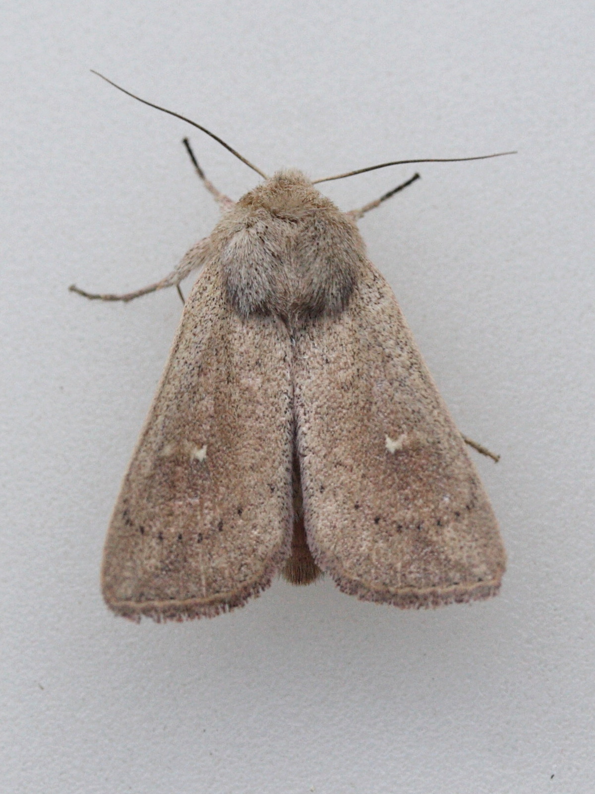 mythimna_albipuncta1md