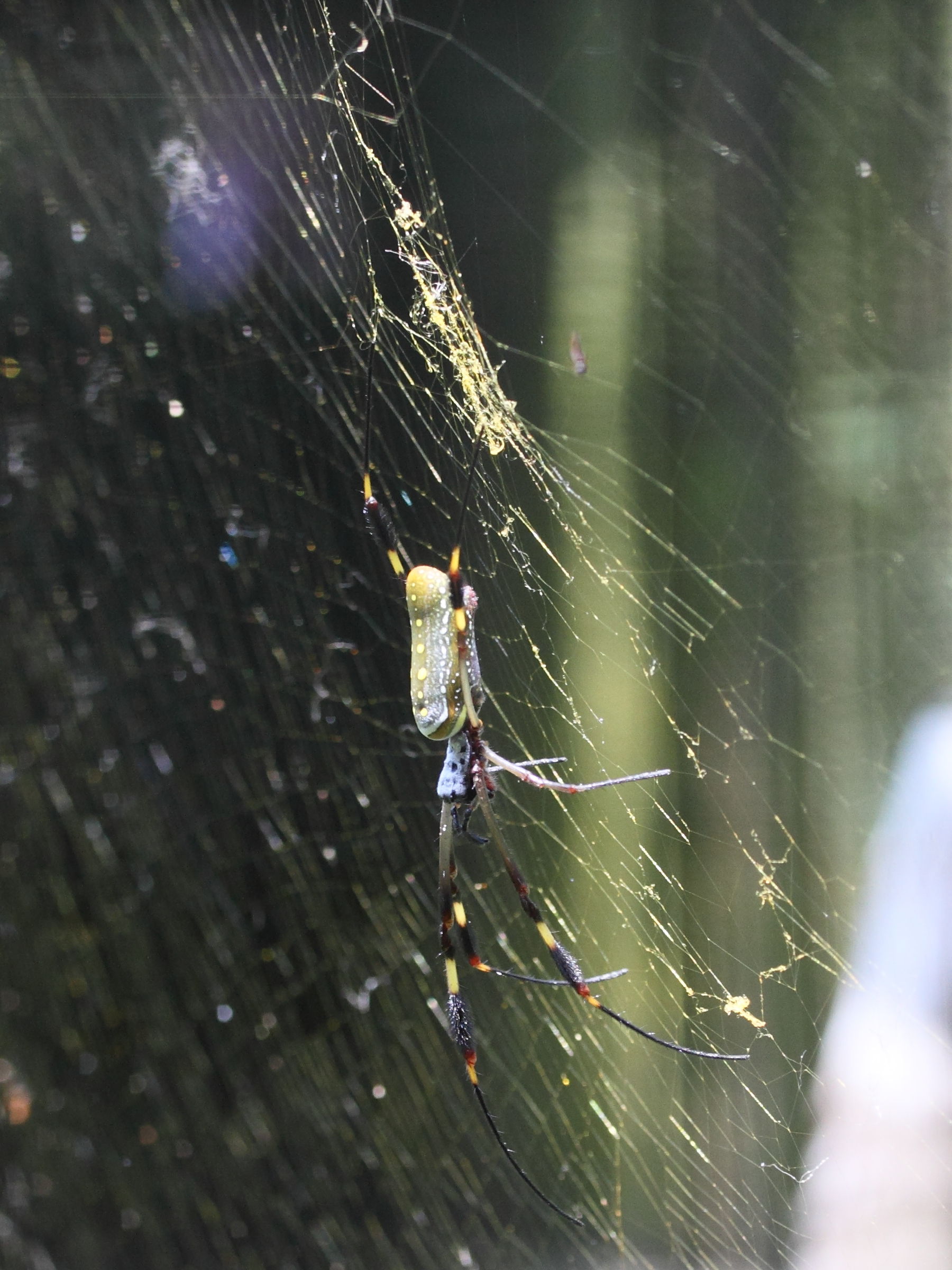 Afficher le média nephila_clavipes2md nephila_clavipes2md