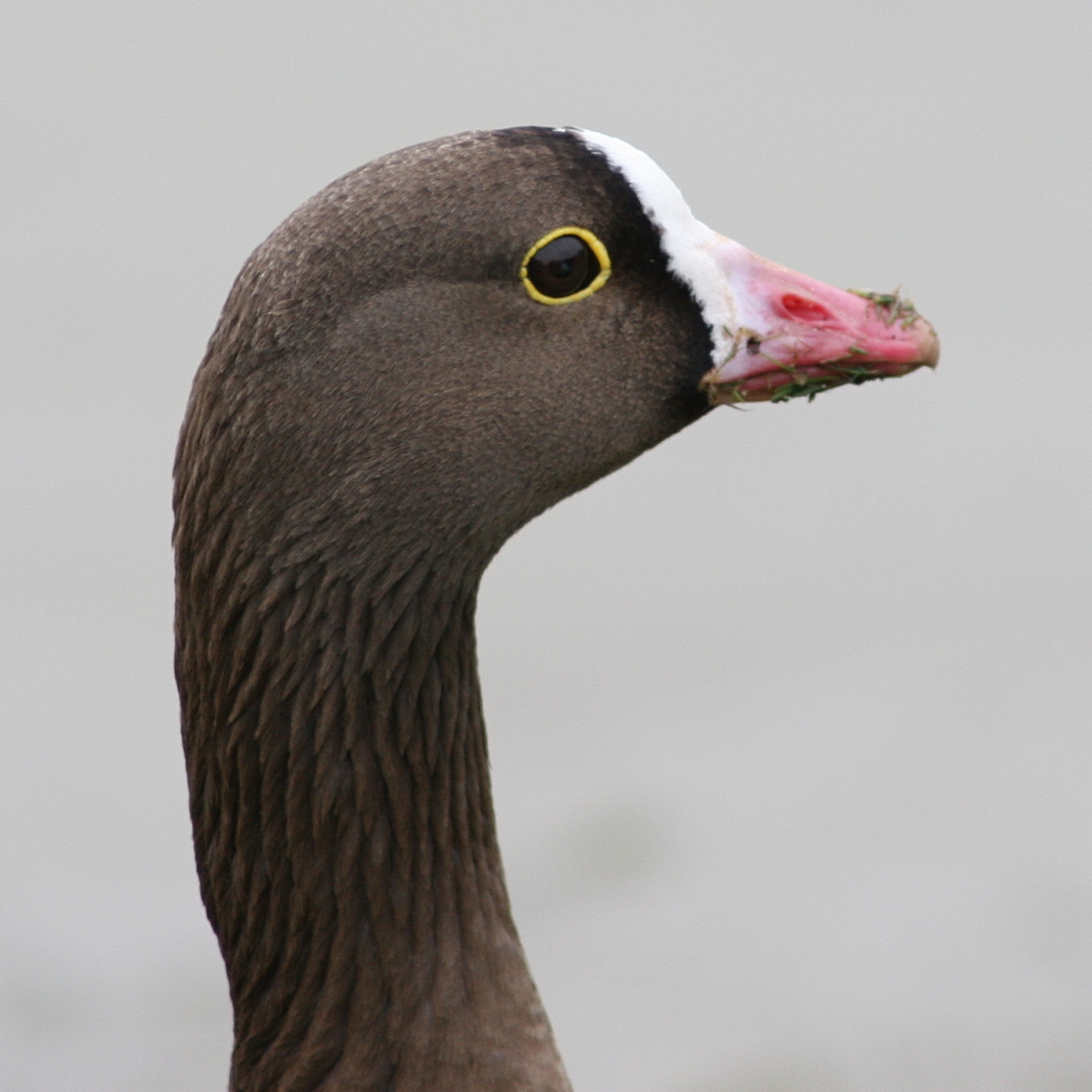 oie_naine_-_anser_erythropus2md