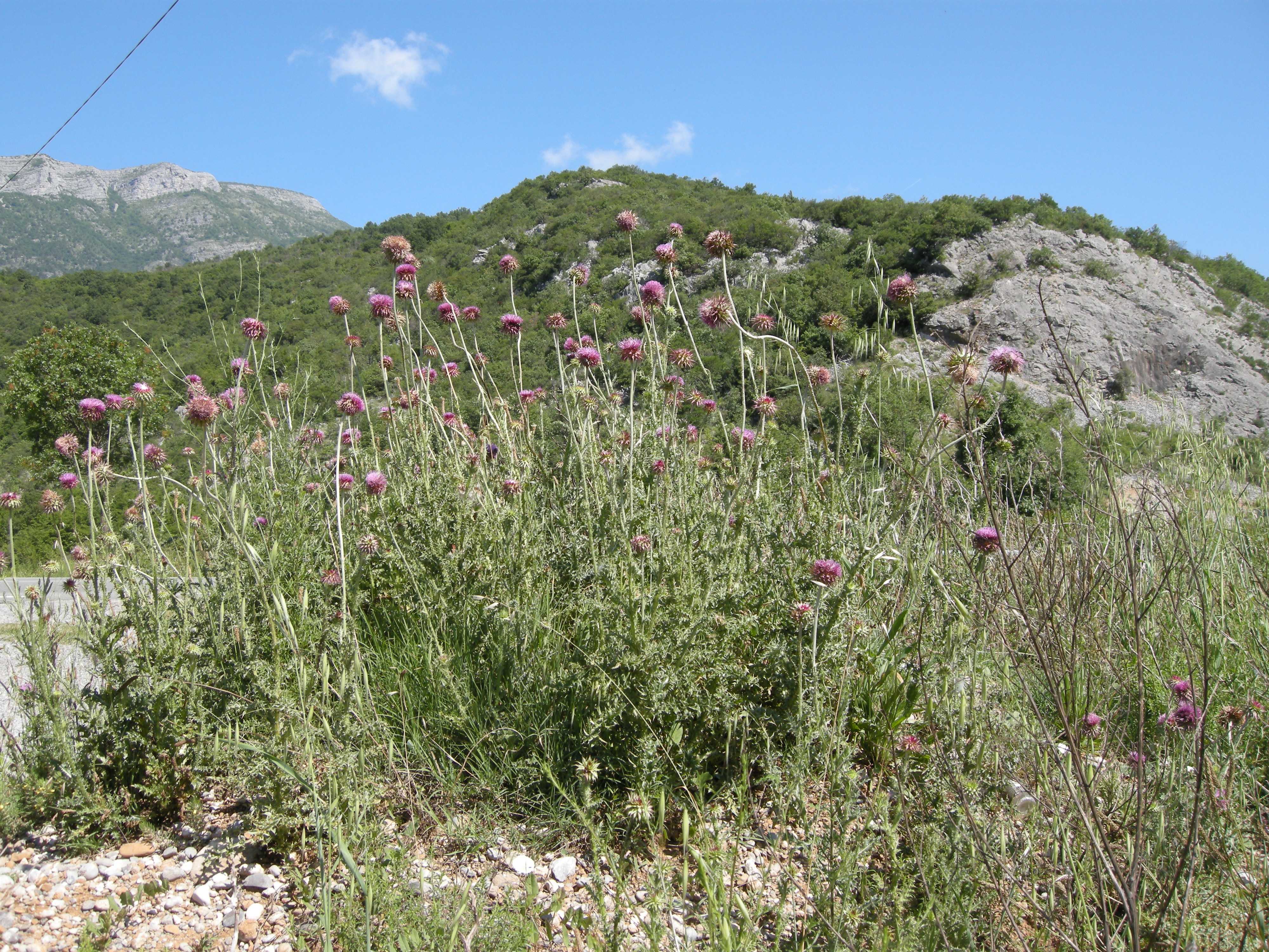 Afficher le média onopordum_illyricum7md onopordum_illyricum7md