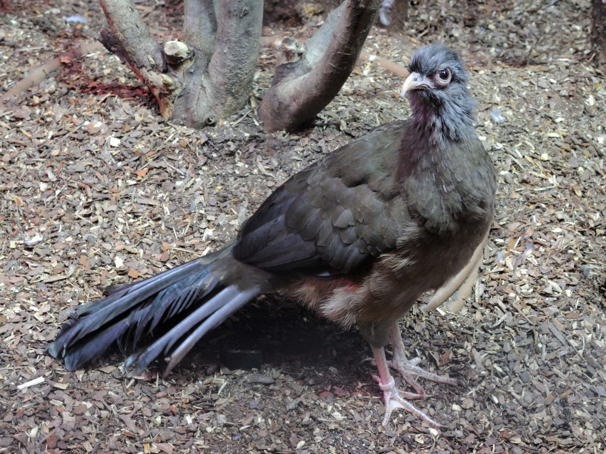 ortalide_du_chaco_-_ortalis_canicollis2md