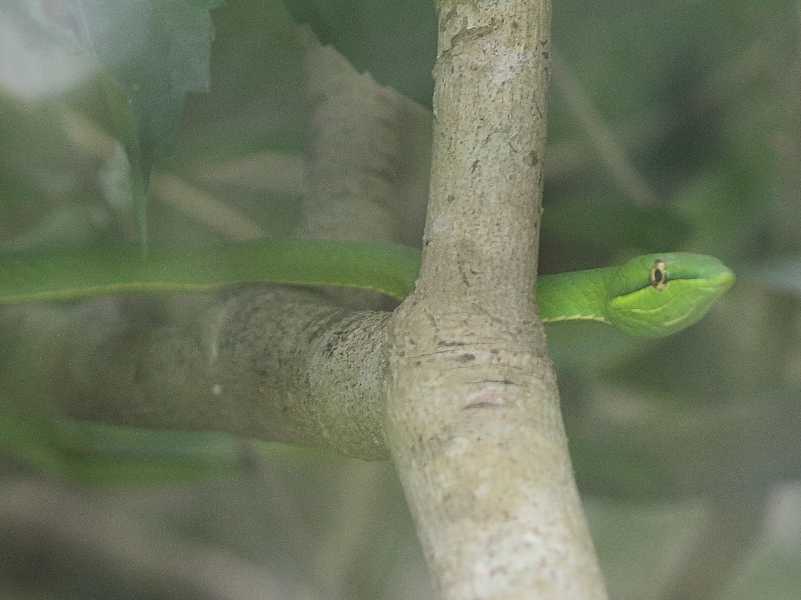 oxybelis_fulgidus3bd