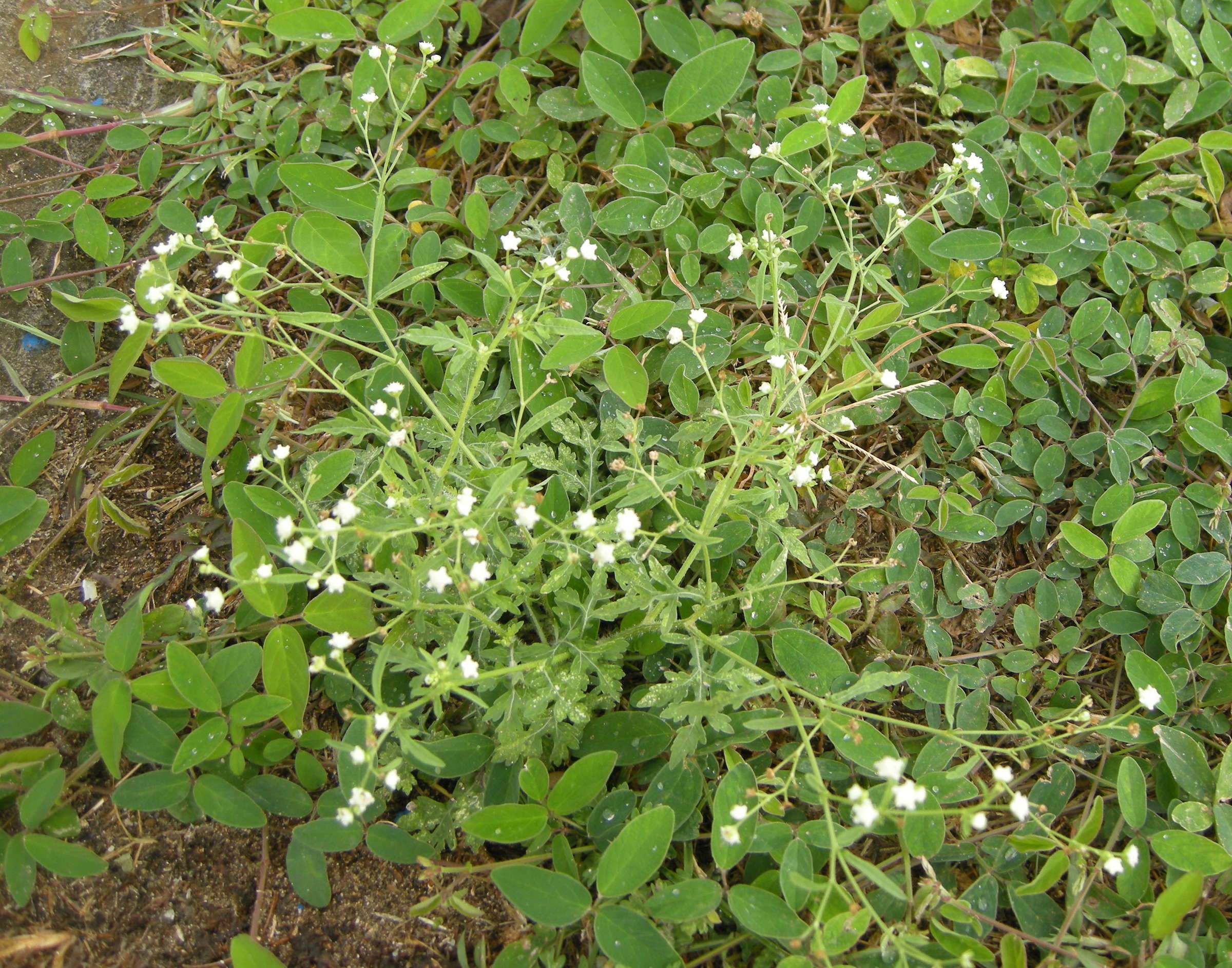 parthenium_hysterophorus4md