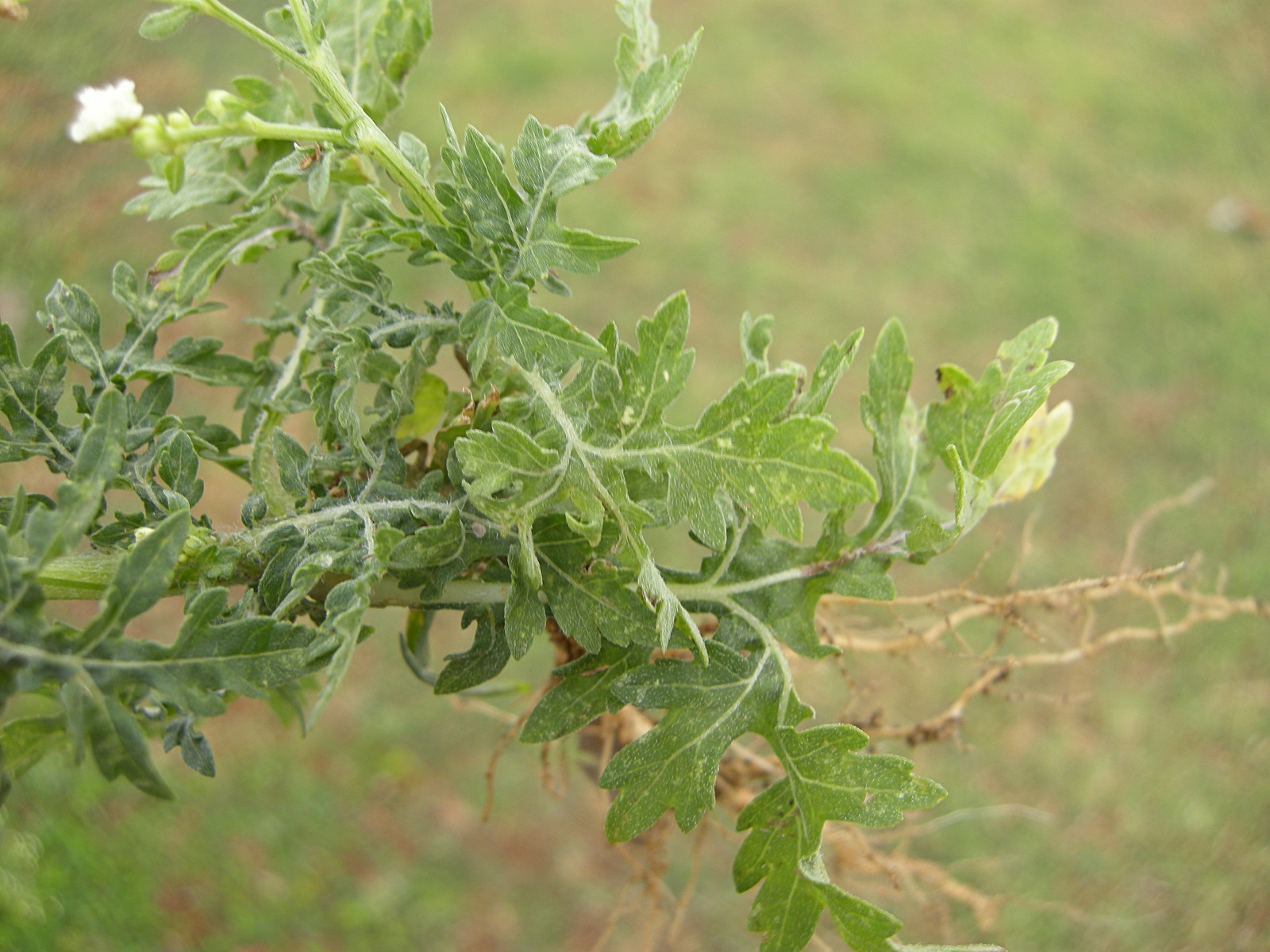 parthenium_hysterophorus5md