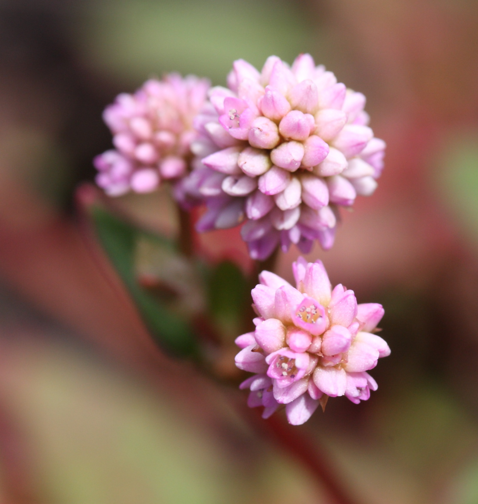 Afficher le média persicaria_capitata3md persicaria_capitata3md