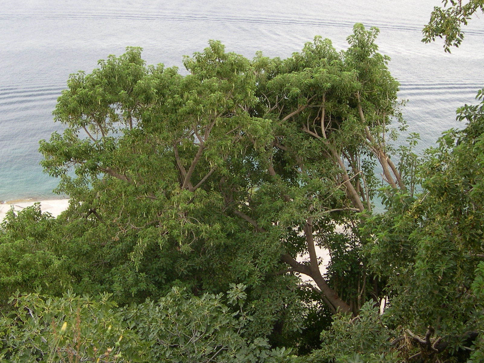 phytolacca_dioica6md