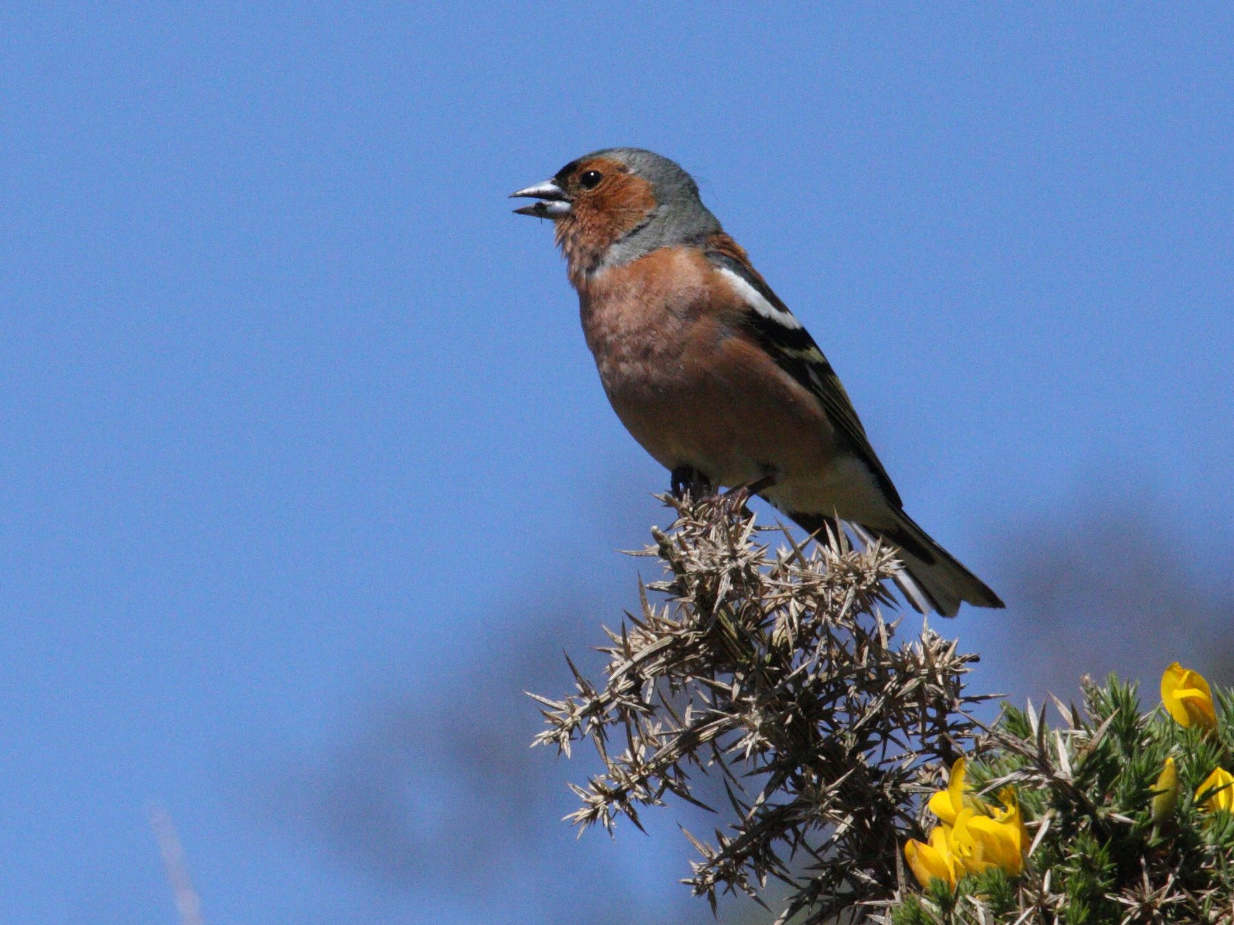 pinson_des_arbres_-_fringilla_coelebs6amd