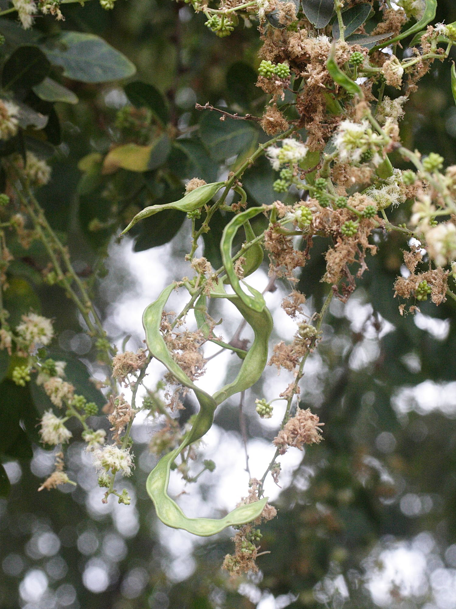 Afficher le média pithecellobium_dulce5md pithecellobium_dulce5md