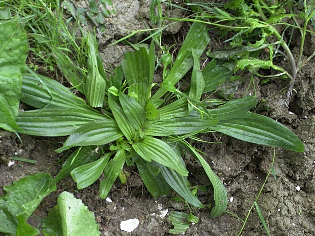 plantago_lanceolata1md