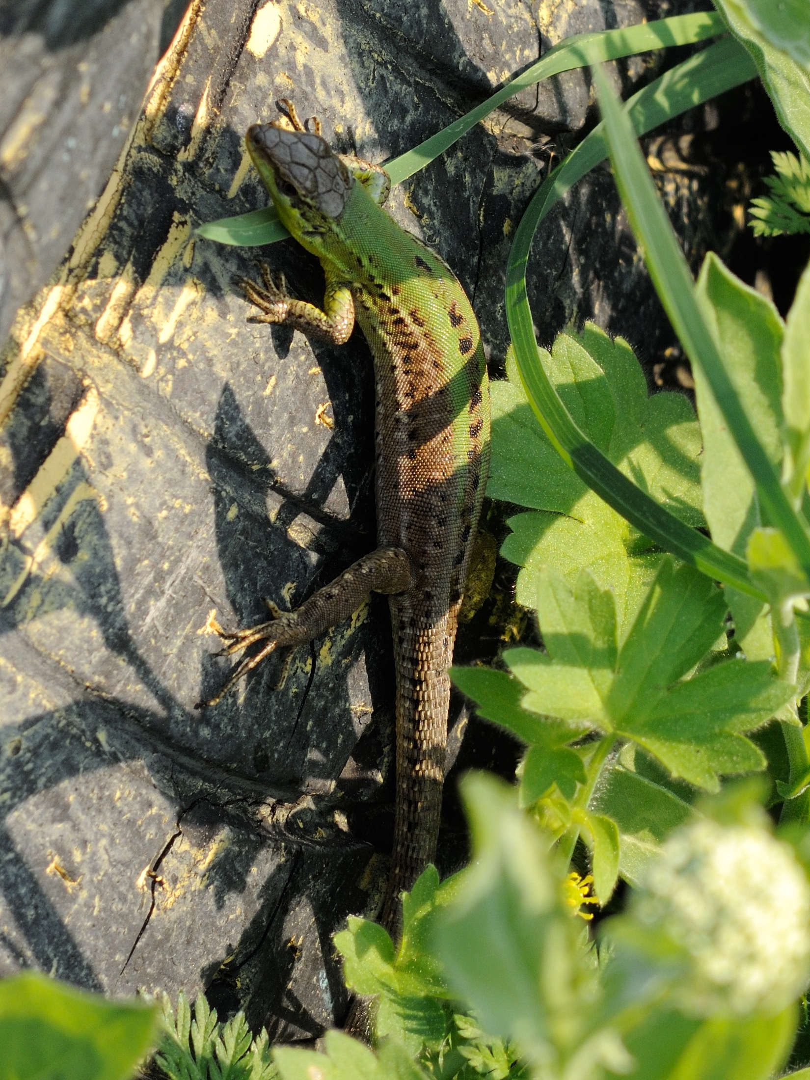 podarcis_melisellensis1md