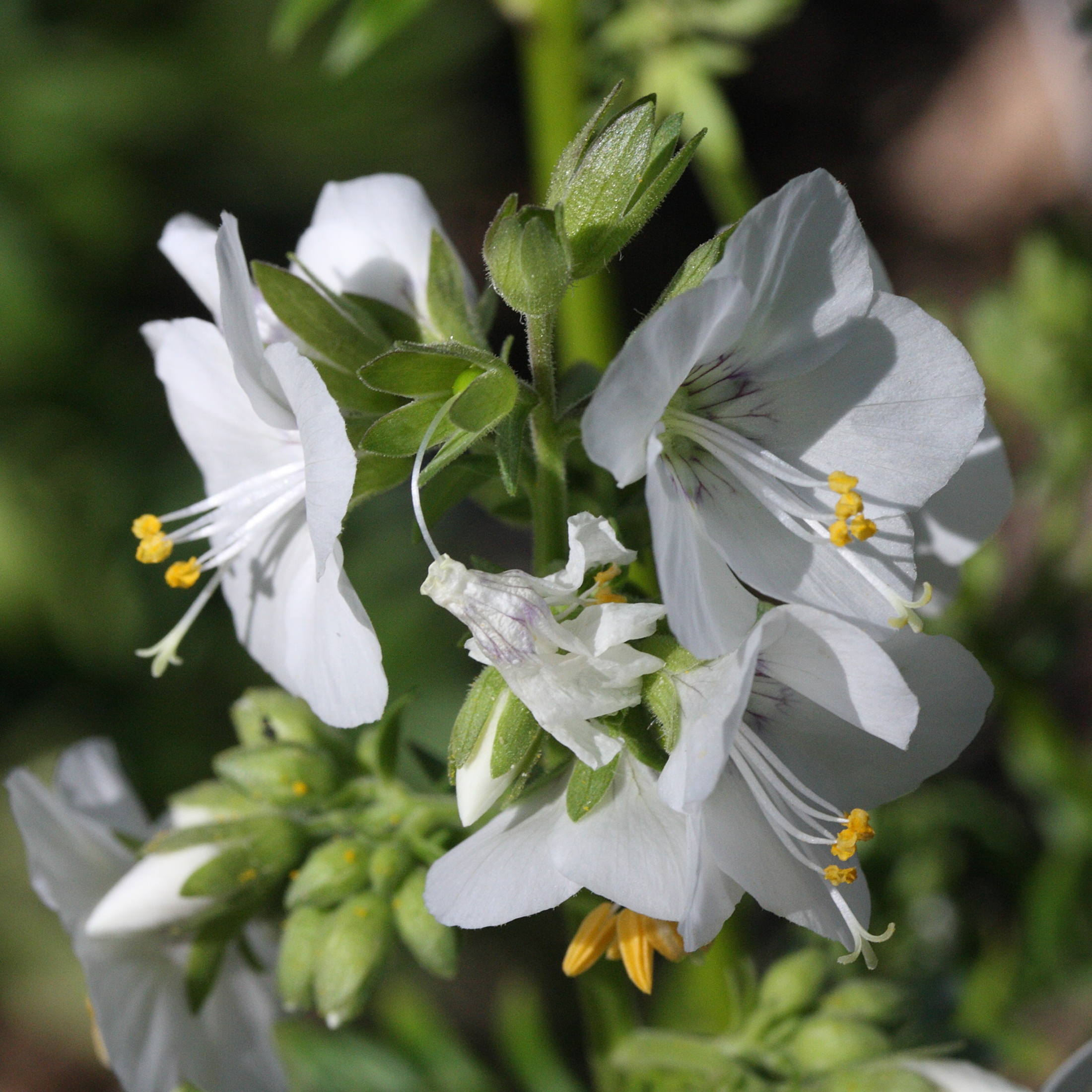 Afficher le média polemonium_caeruleum2md polemonium_caeruleum2md