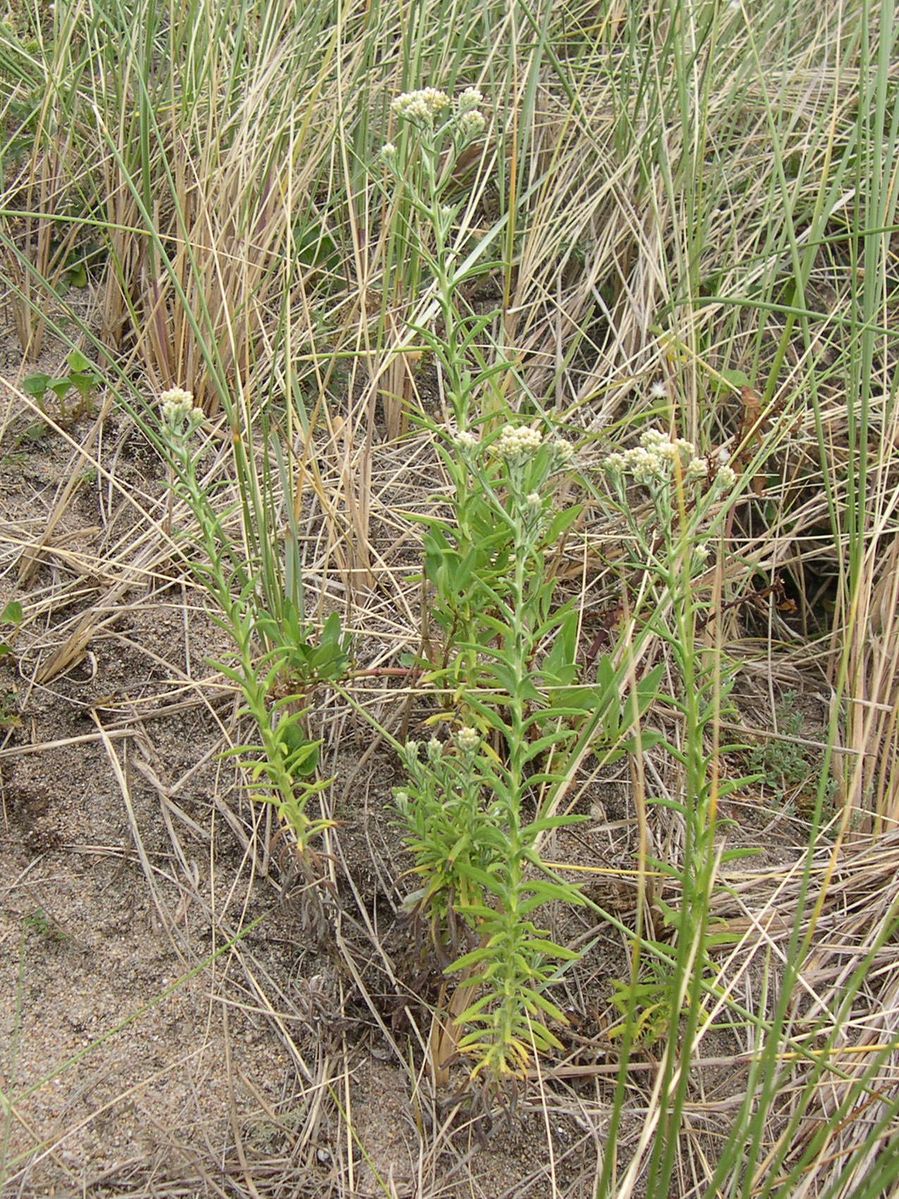 pseudognaphalium_undulatum1md