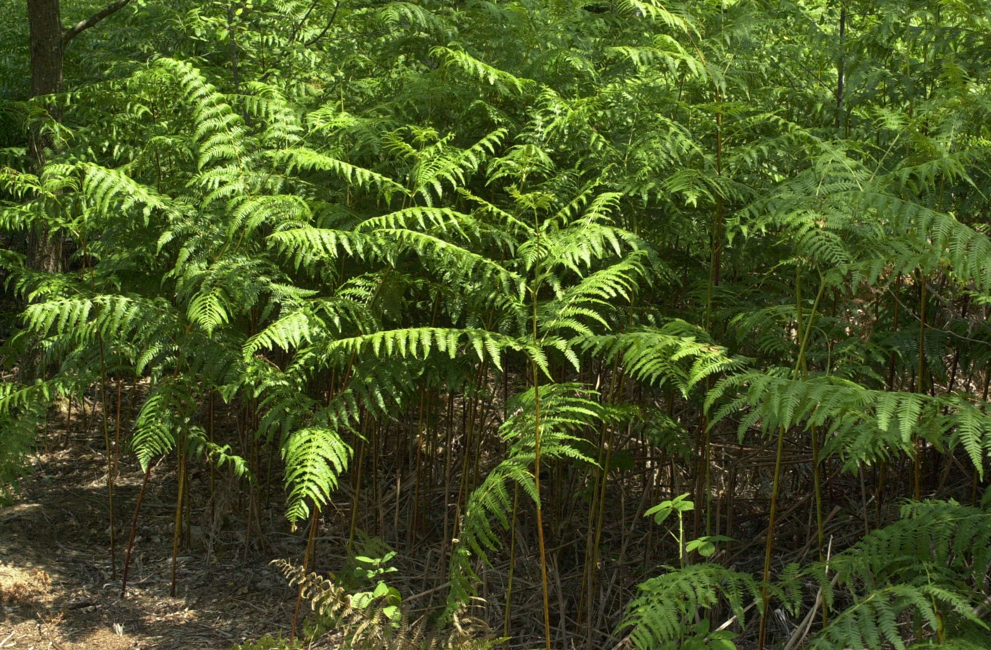 pteridium_aquilinum1md