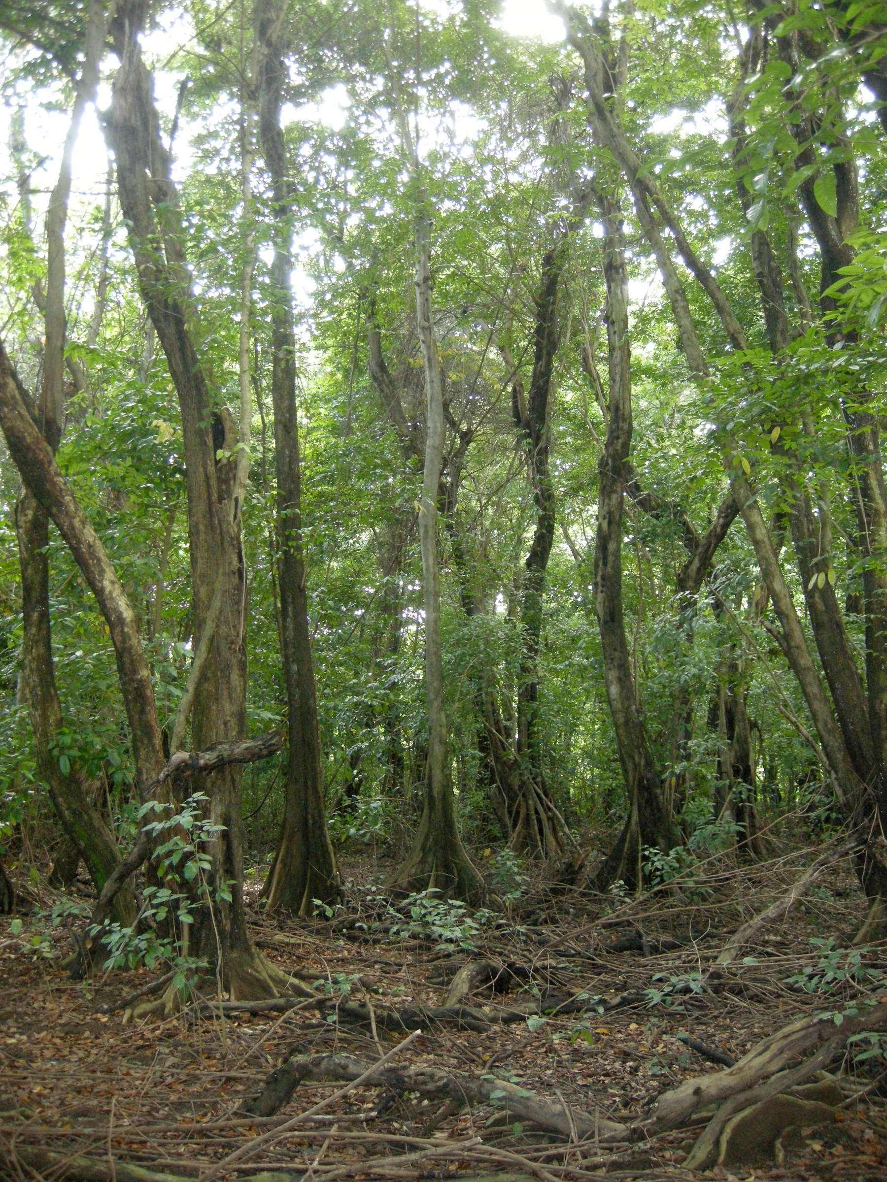 pterocarpus_officinalis3md