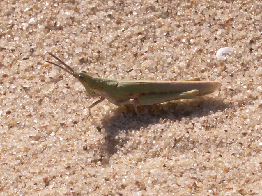 Afficher le média pyrgomorpha_cognata1md pyrgomorpha_cognata1md