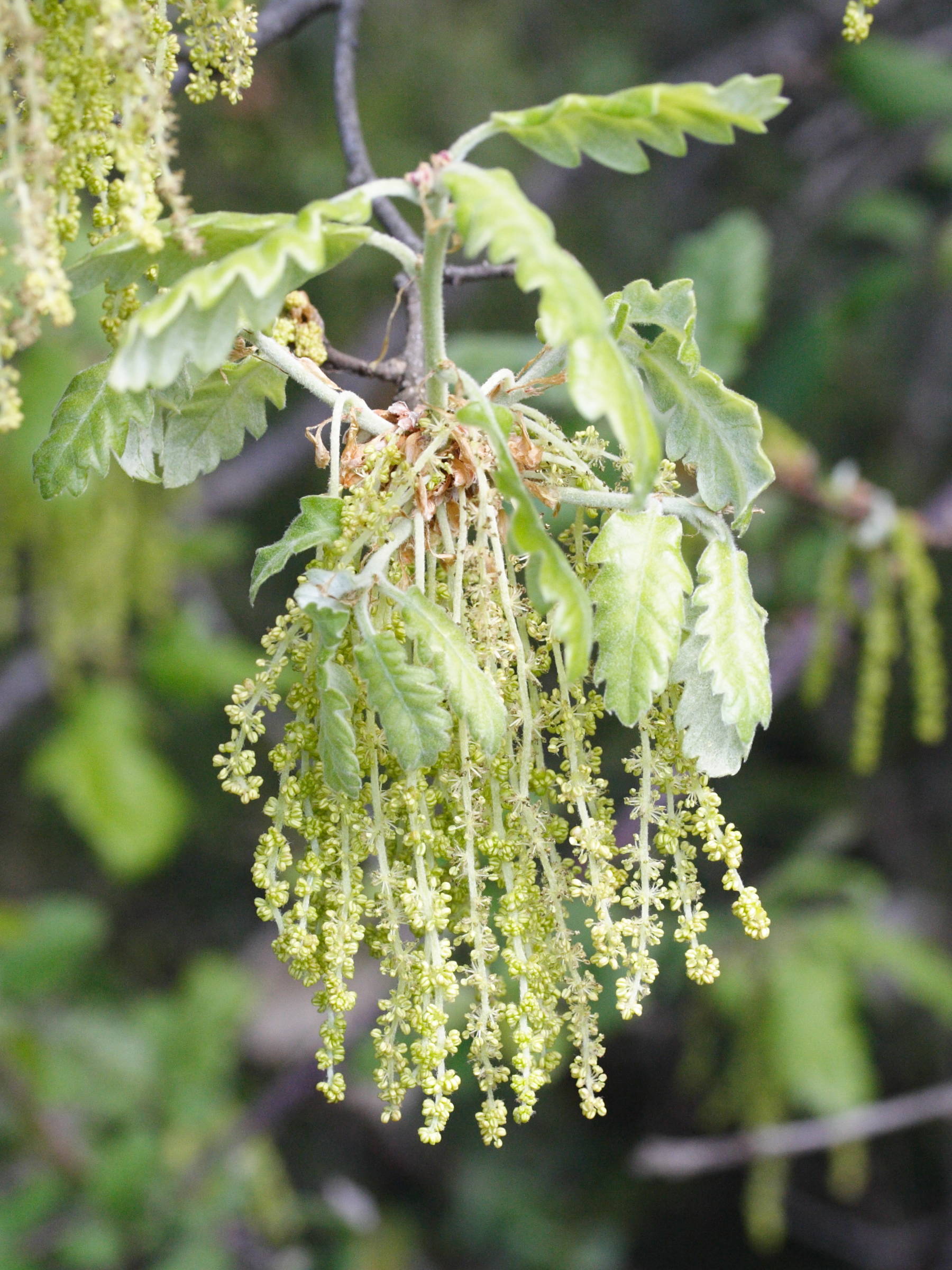 quercus_pubescens4md