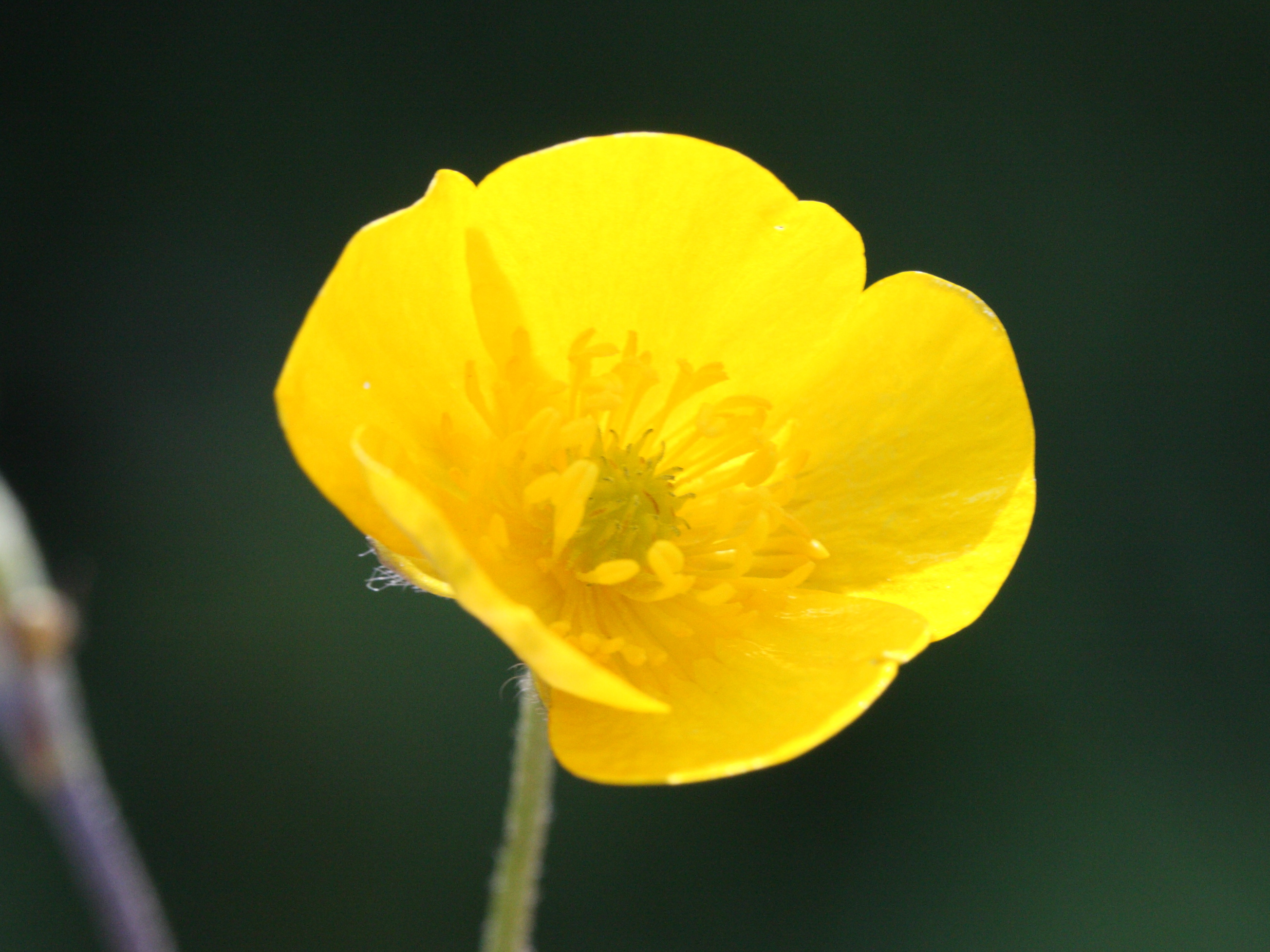 Afficher le média ranunculus_acris3md ranunculus_acris3md