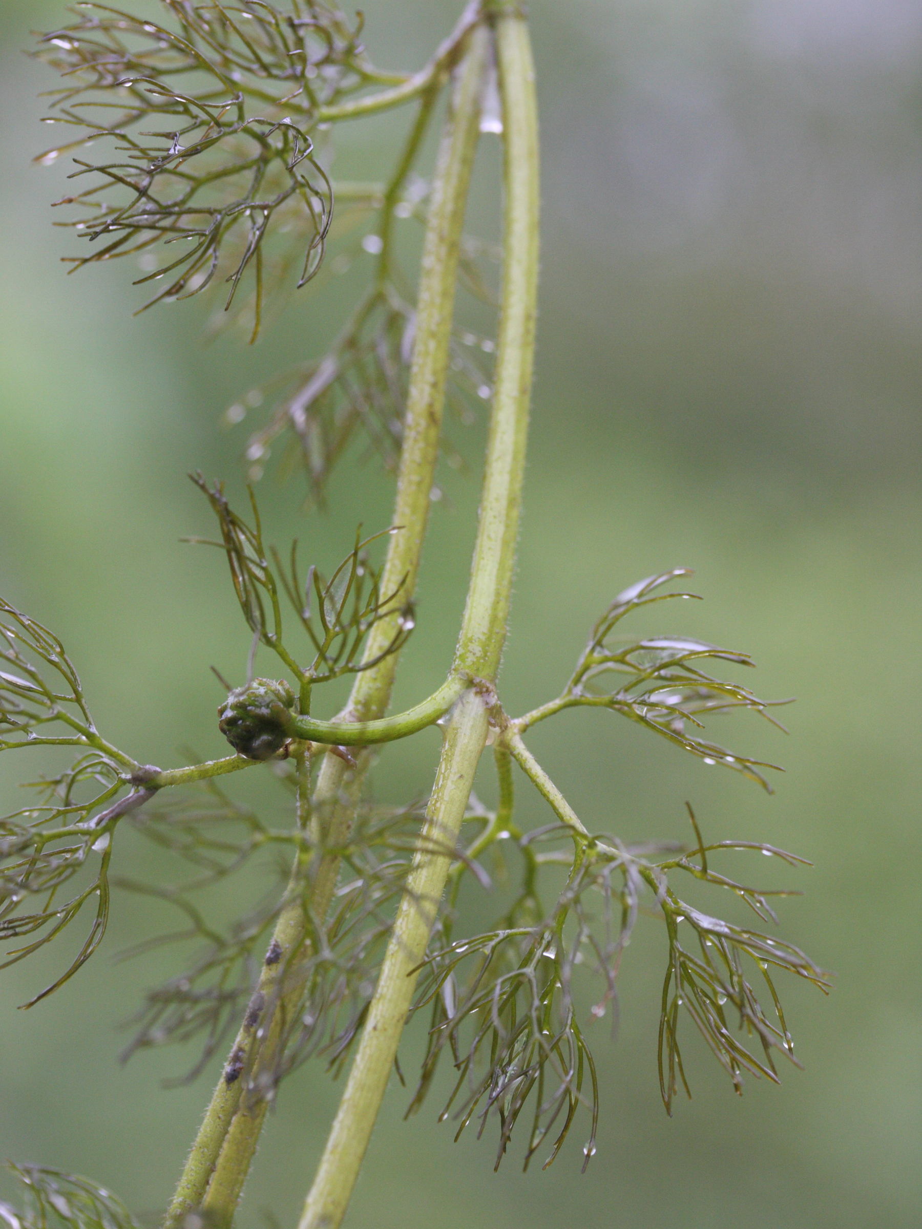 ranunculus_aquatilis4md