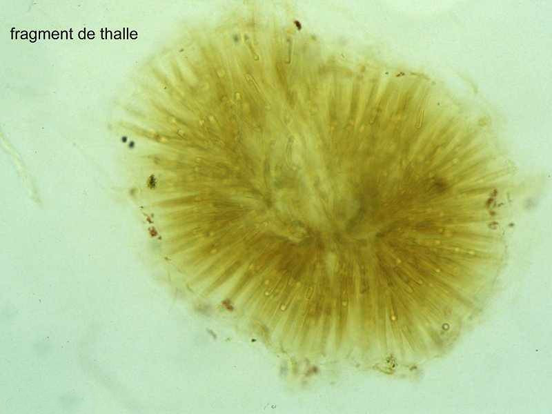 rivularia_bullata1mcf