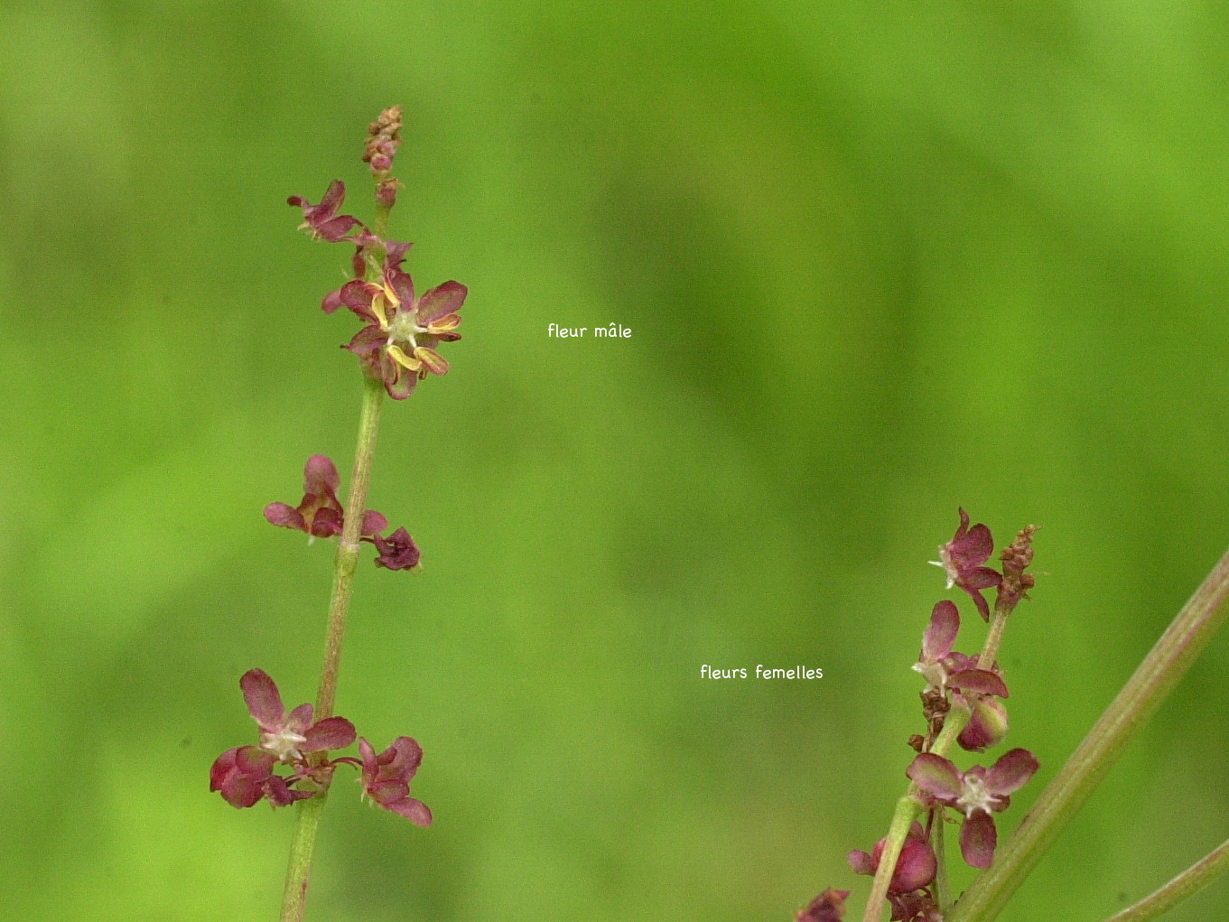 rumex_acetosa3md