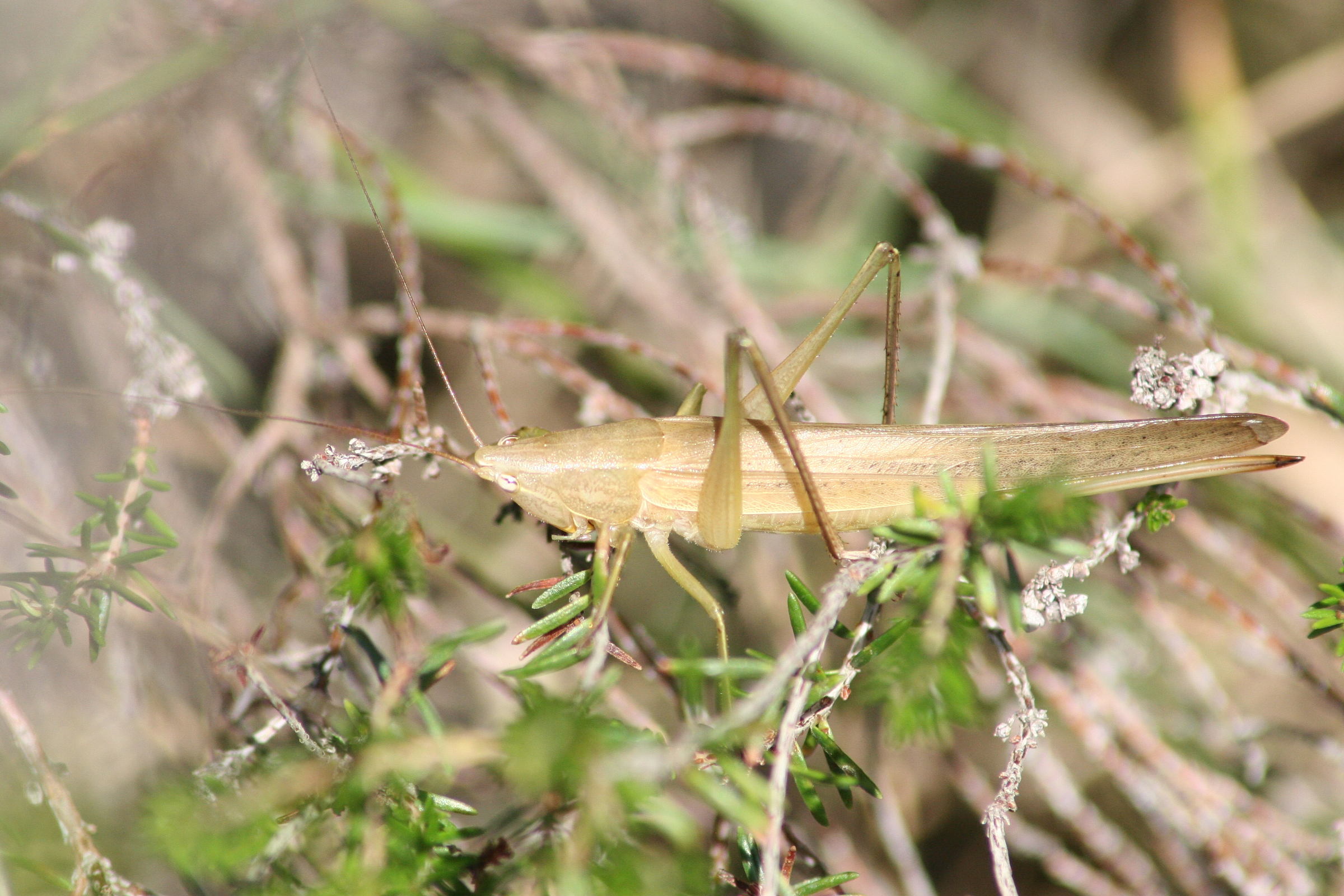 ruspolia_nitidula2md