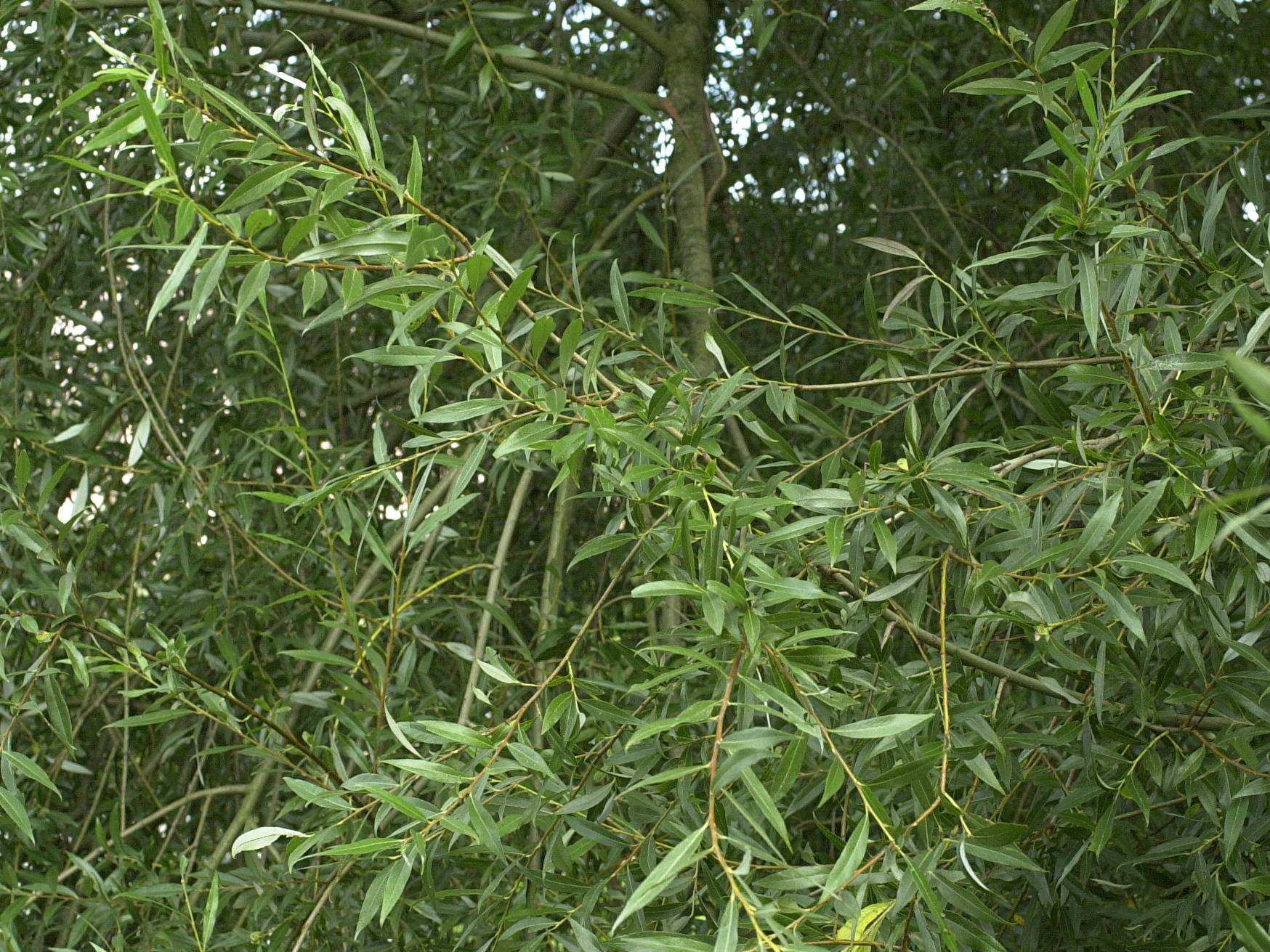 salix_alba2md