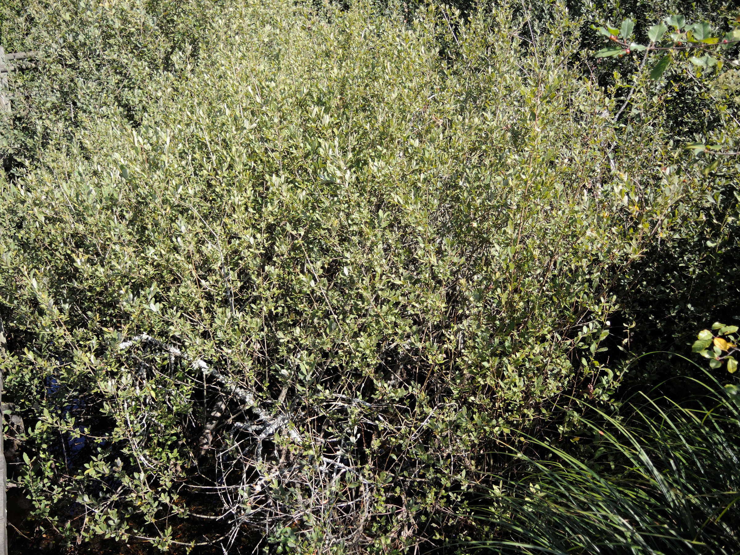 salix_cinerea1bmd
