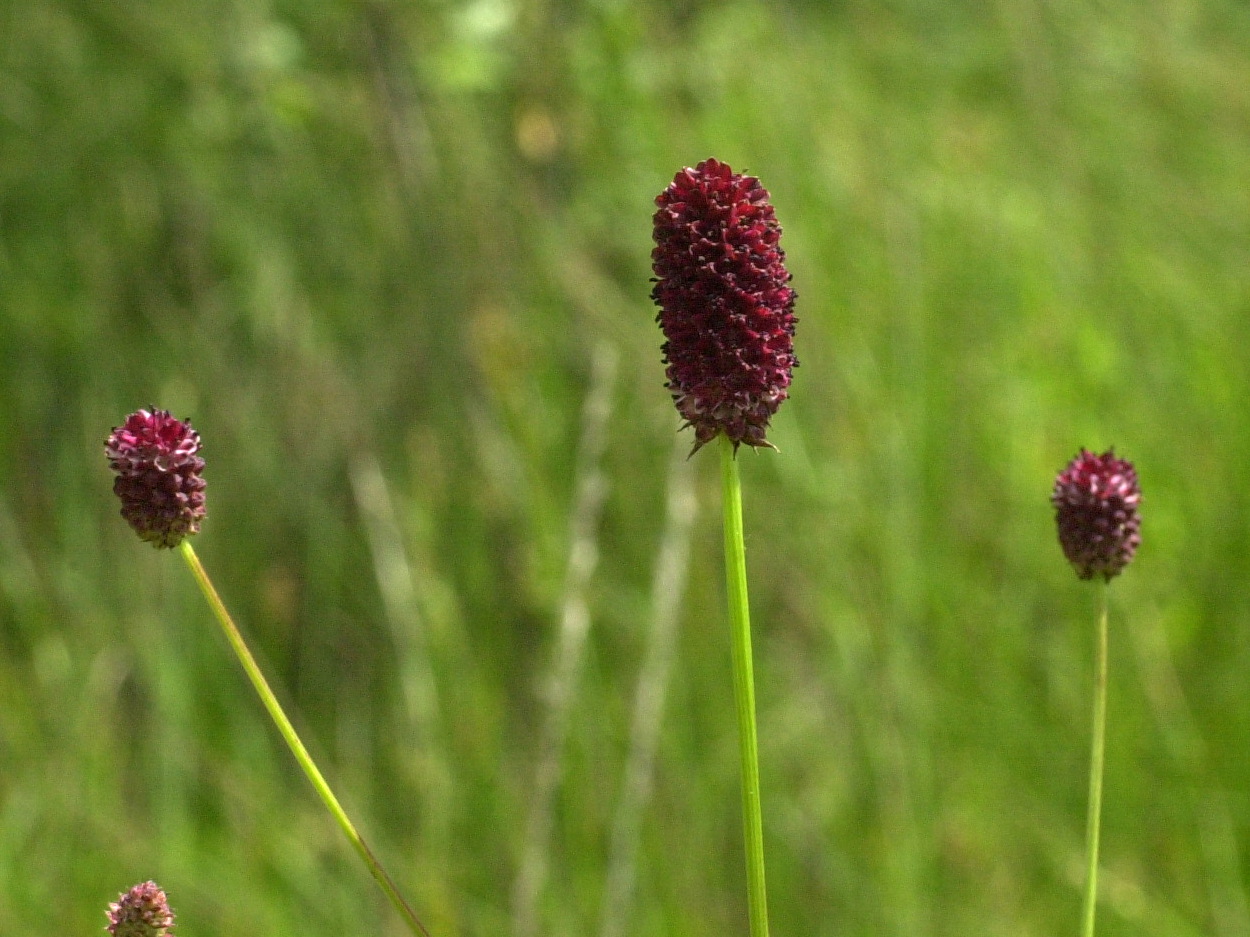 sanguisorba_officinalis3md