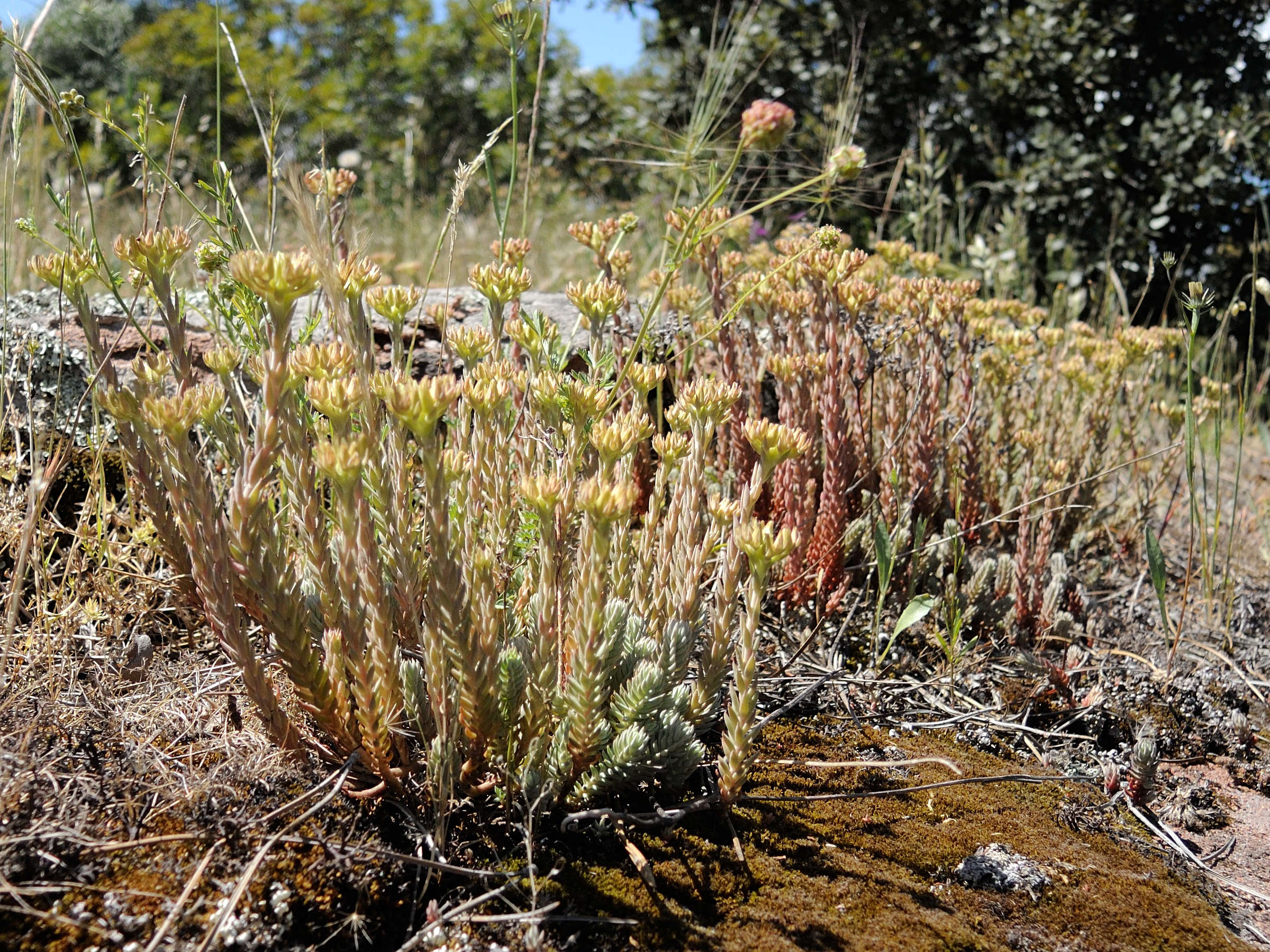 Sedum_ochroleucum