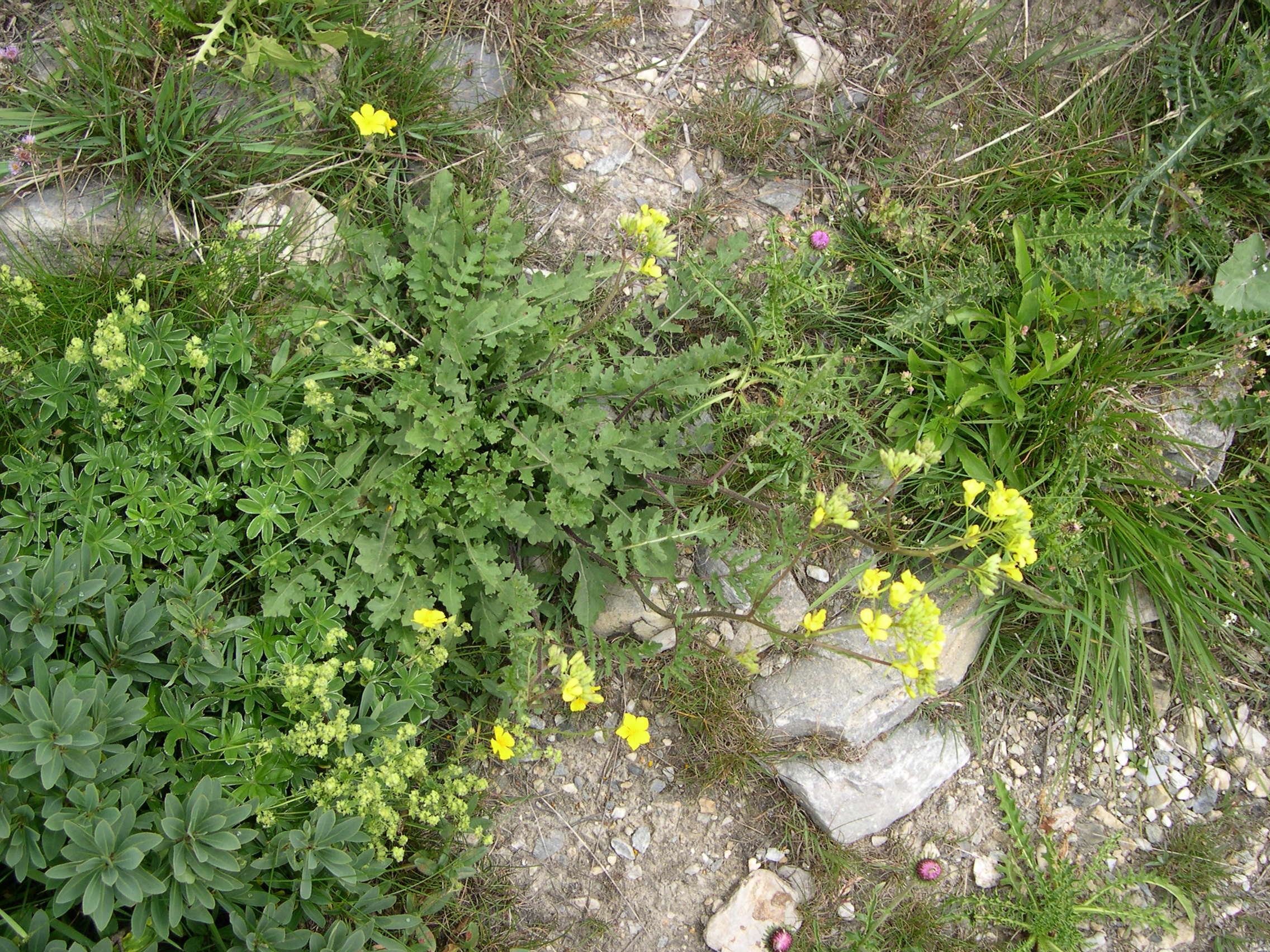 Afficher le média Sisymbrium_austriacum Sisymbrium_austriacum