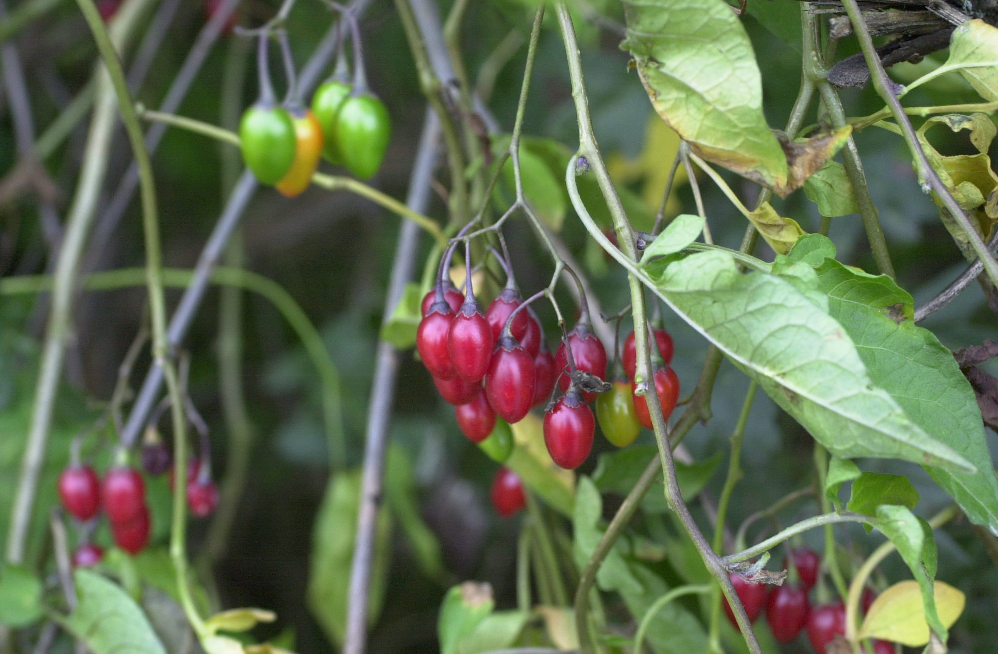Afficher le média solanum_dulcamara3md solanum_dulcamara3md