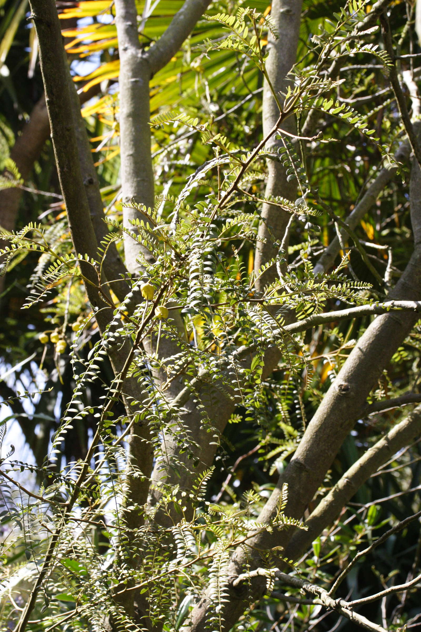 sophora_microphylla1md