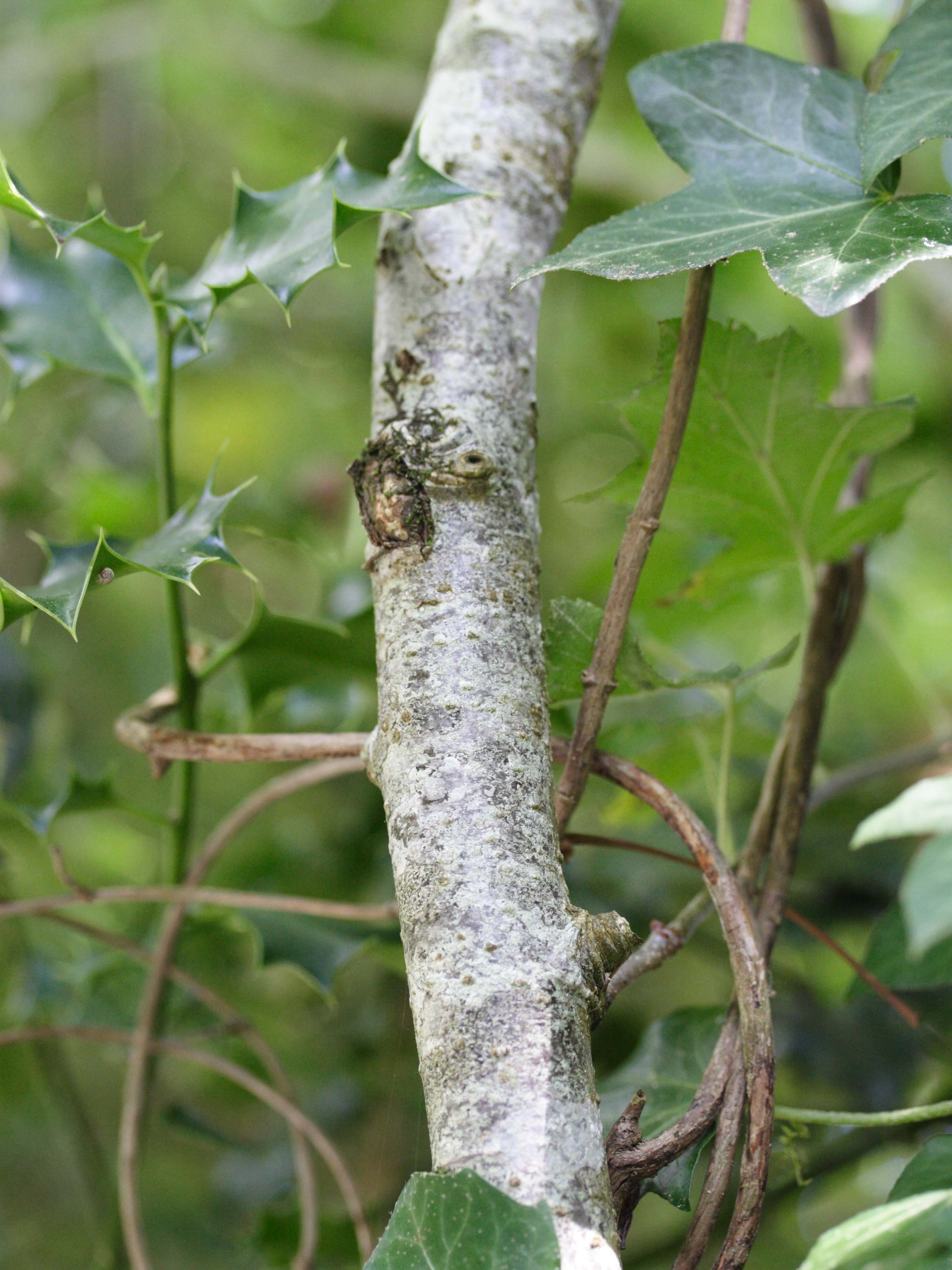 sorbus_torminalis4md