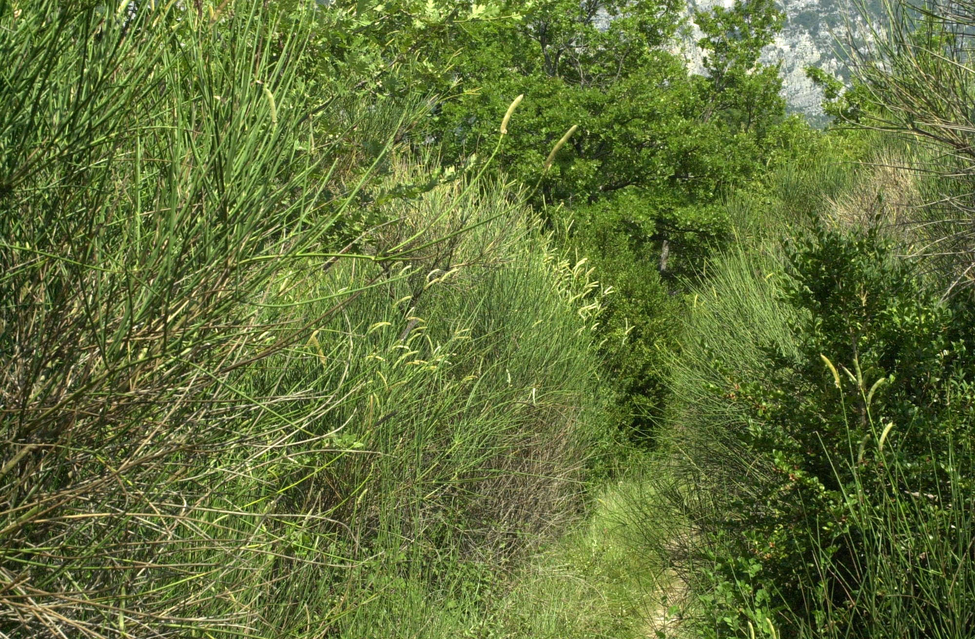 spartium_junceum2amd