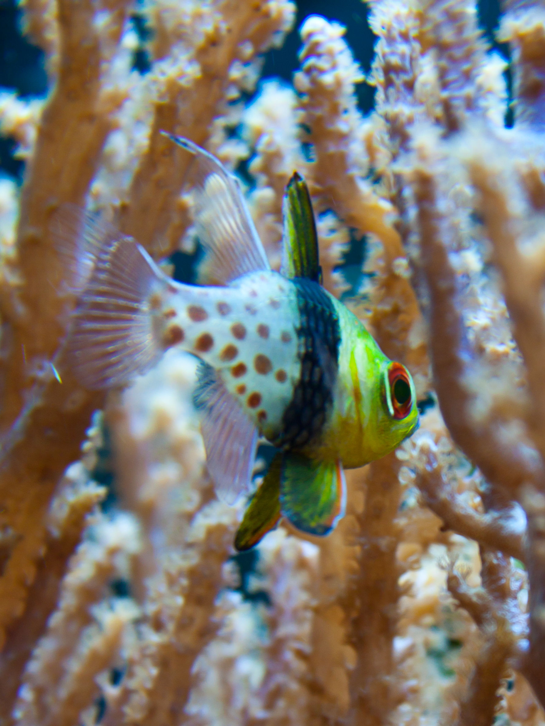 sphaeramia_nematoptera3cd