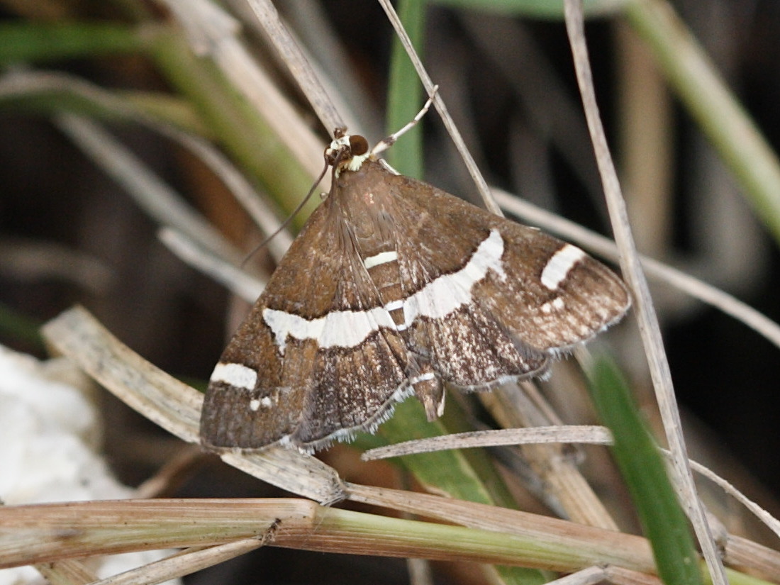 spoladea_recurvalis1bd