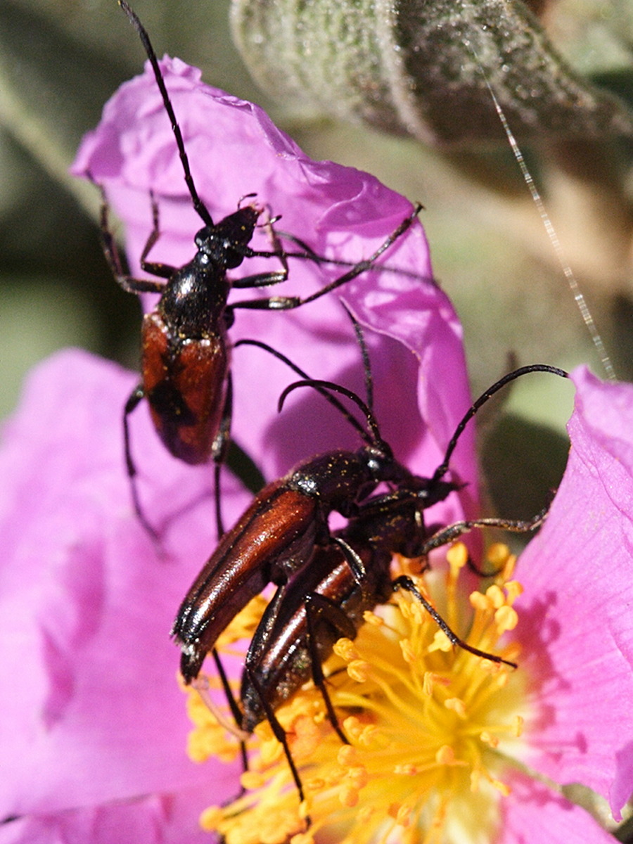 stenurella_melanura2md