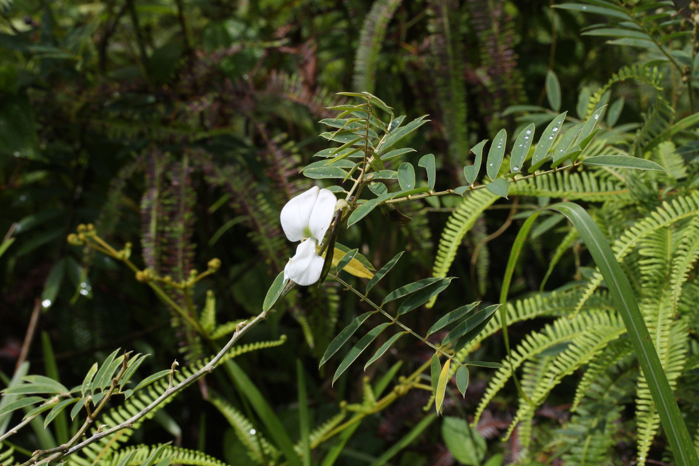 tephrosia_candida3md