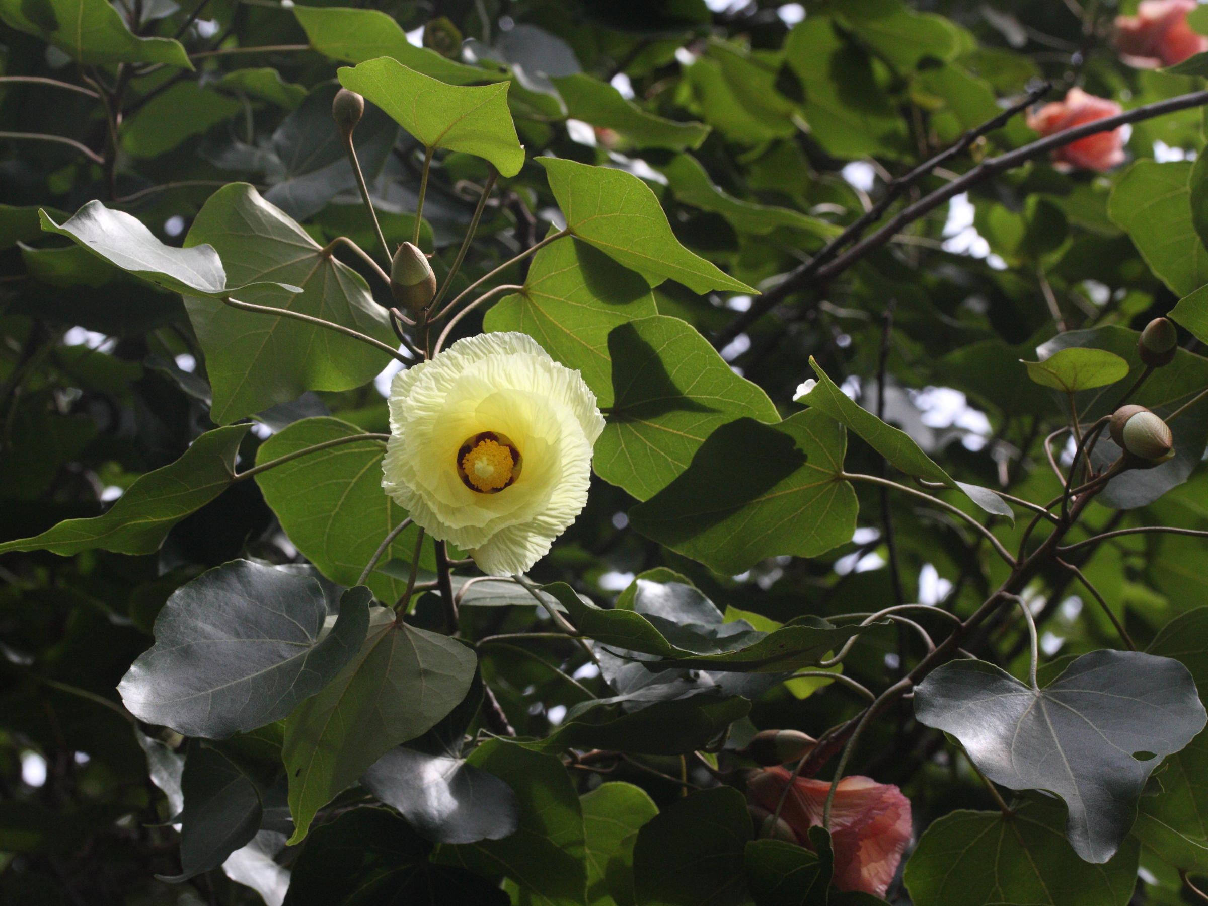 thespesia_populneoides7md