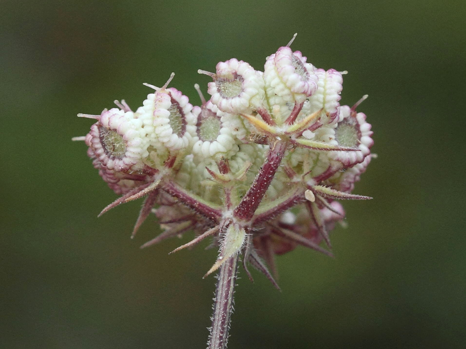 tordylium_aegaeum3bd