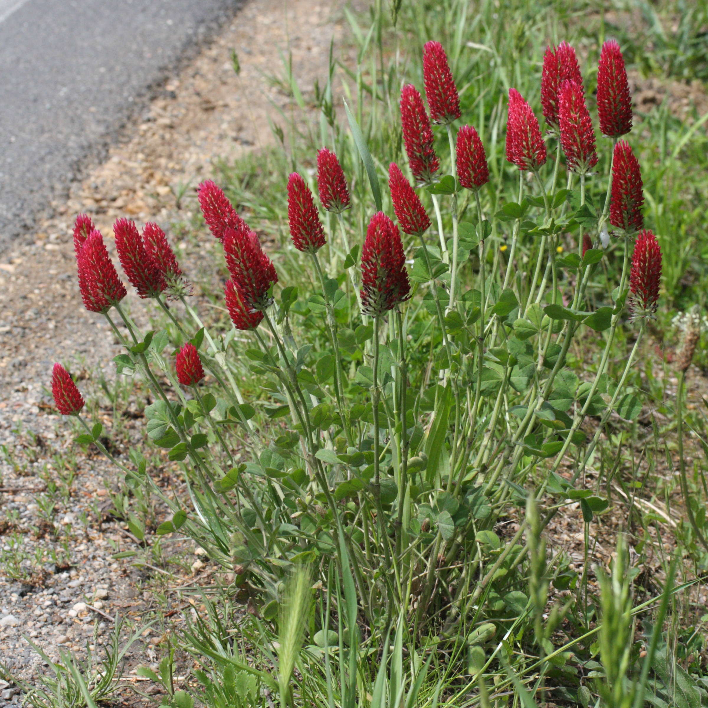 trifolium_incarnatum3md