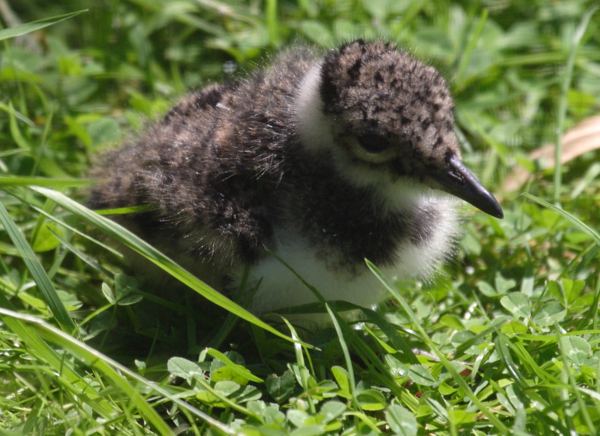 vanneau_huppe_-_vanellus_vanellus3bd